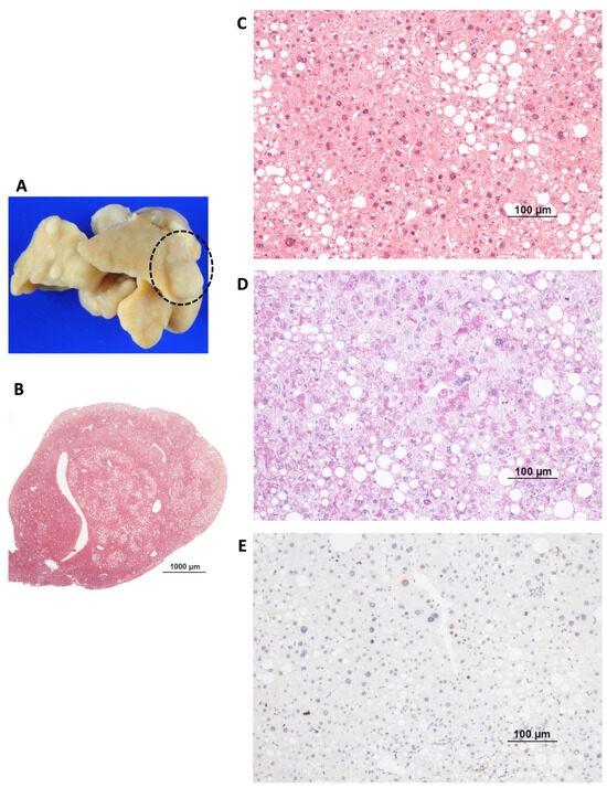 専用100 Service Relief Valve 4372683 For Hitachi ZAX110 ZX120 EX100