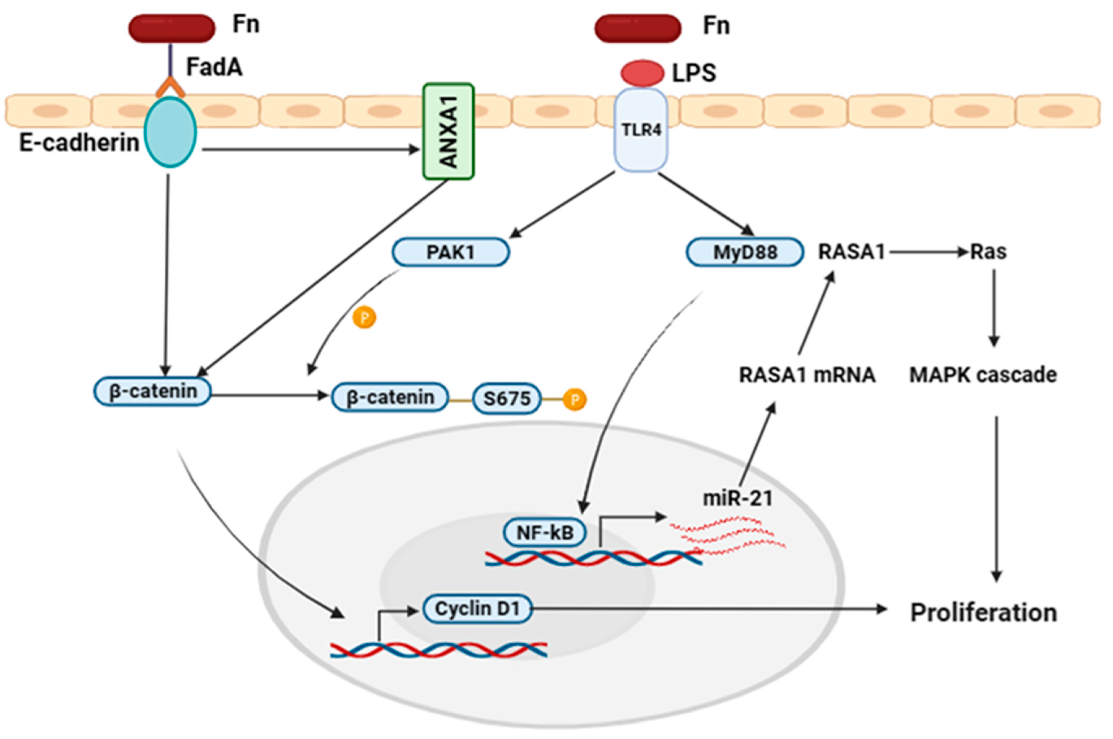 Ijms 26 06958 g004 Ijms 26 06958 g004
