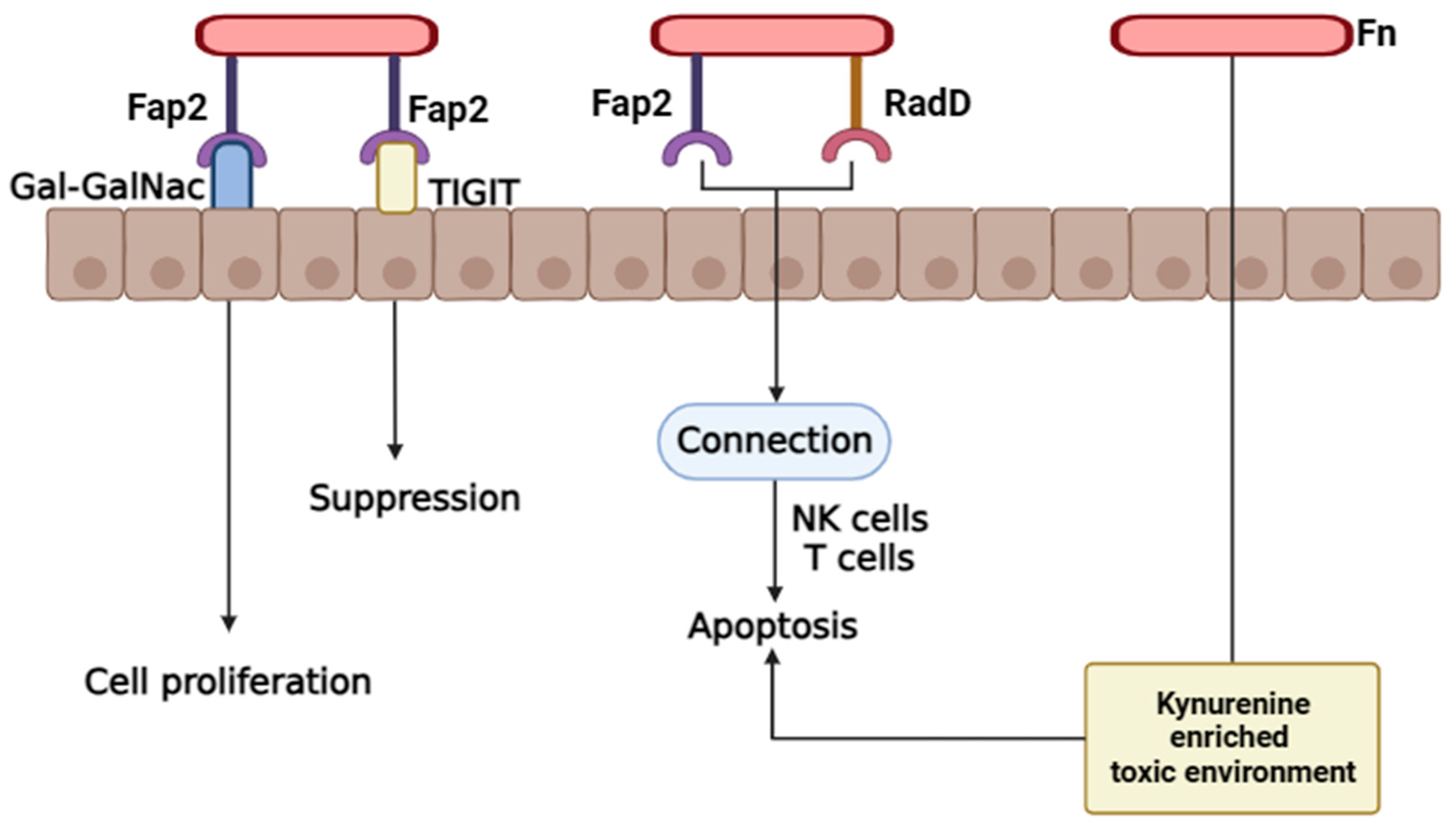 Ijms 26 06958 g005 Ijms 26 06958 g005