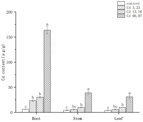 Bioaccumulation of the Heavy Metal Cadmium and Its Tolerance