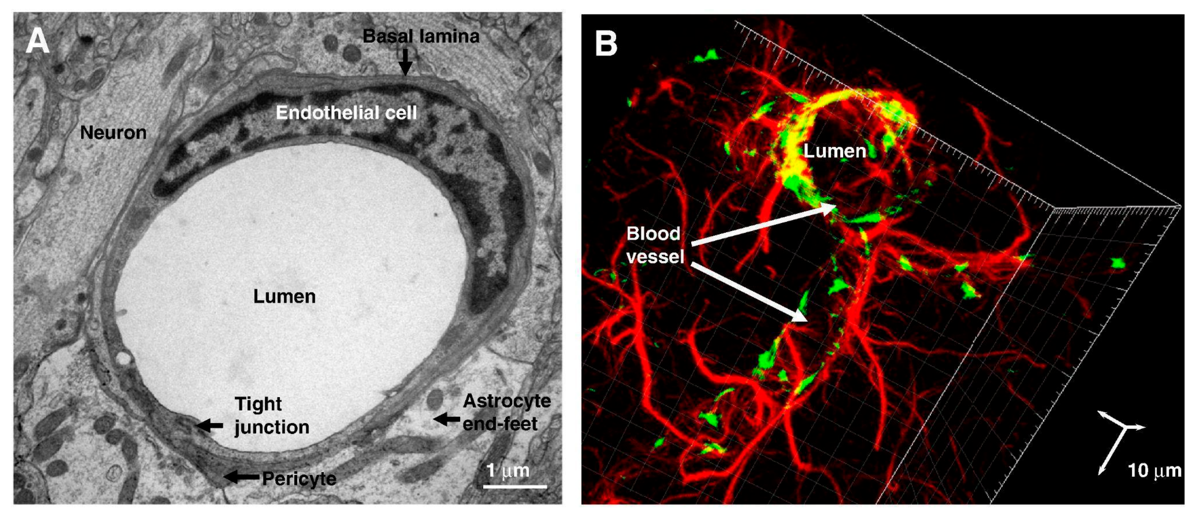 Ijms 26 07050 g002 Ijms 26 07050 g002