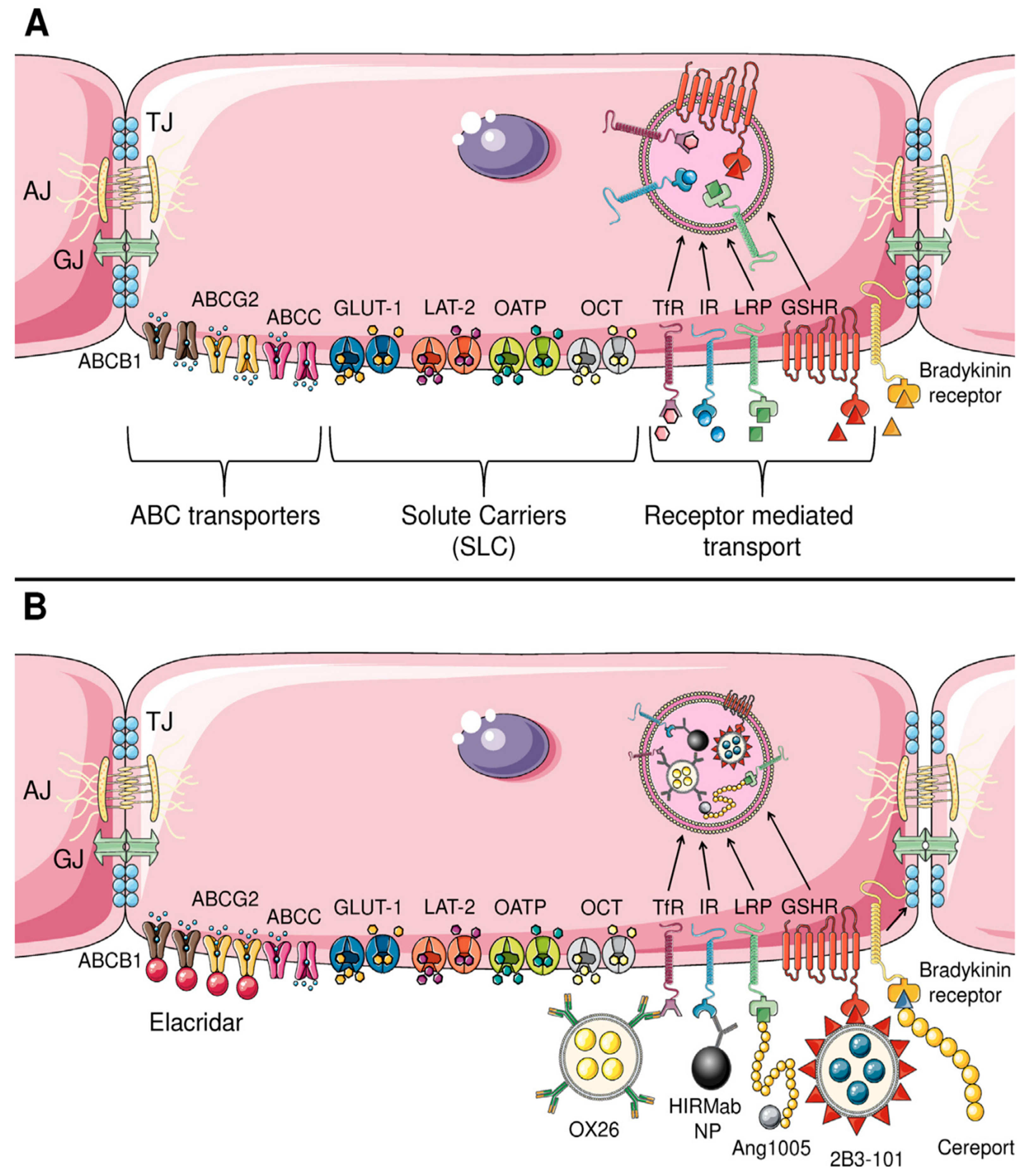 Ijms 26 07050 g004 Ijms 26 07050 g004