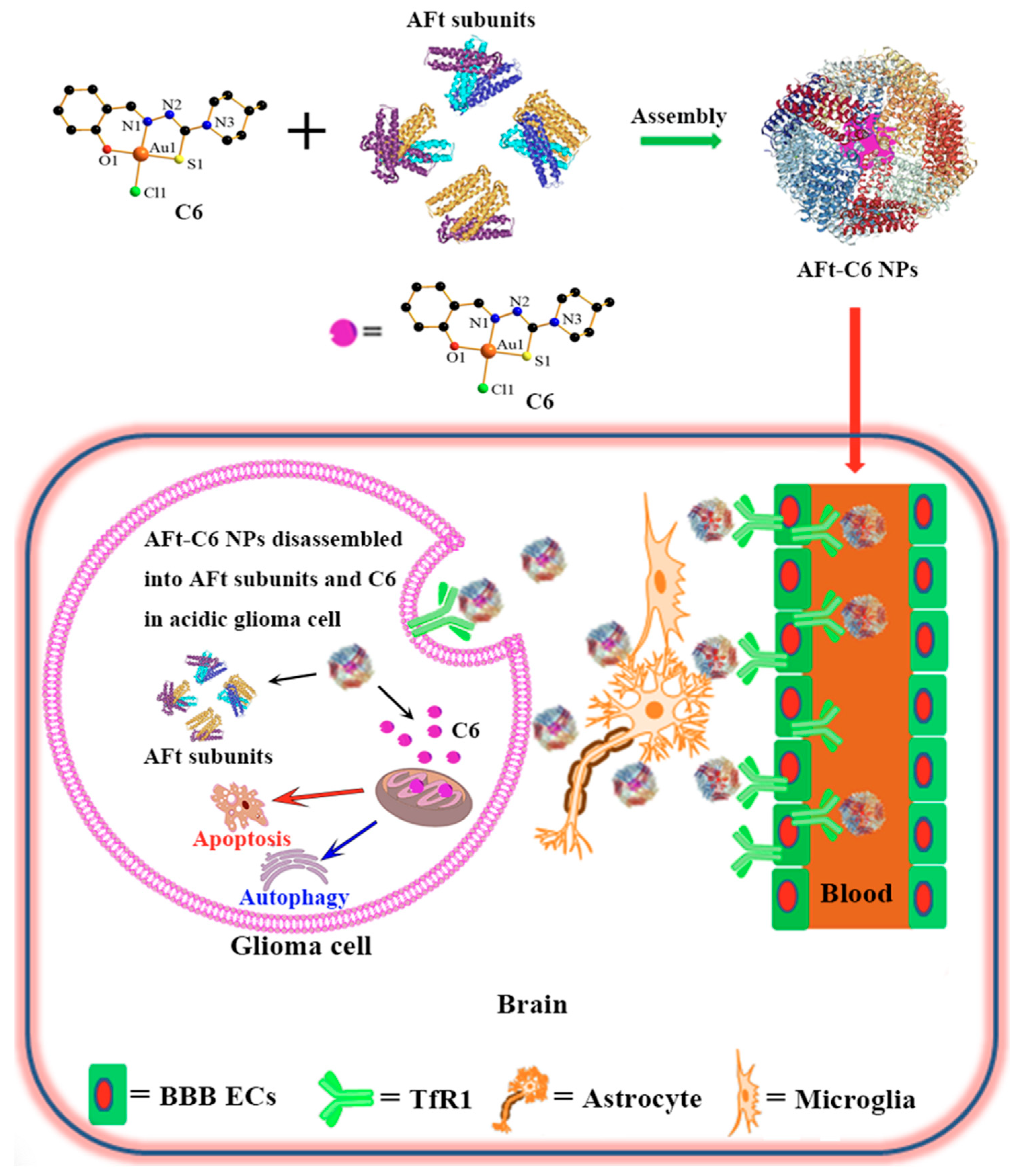 Ijms 26 07050 g007 Ijms 26 07050 g007