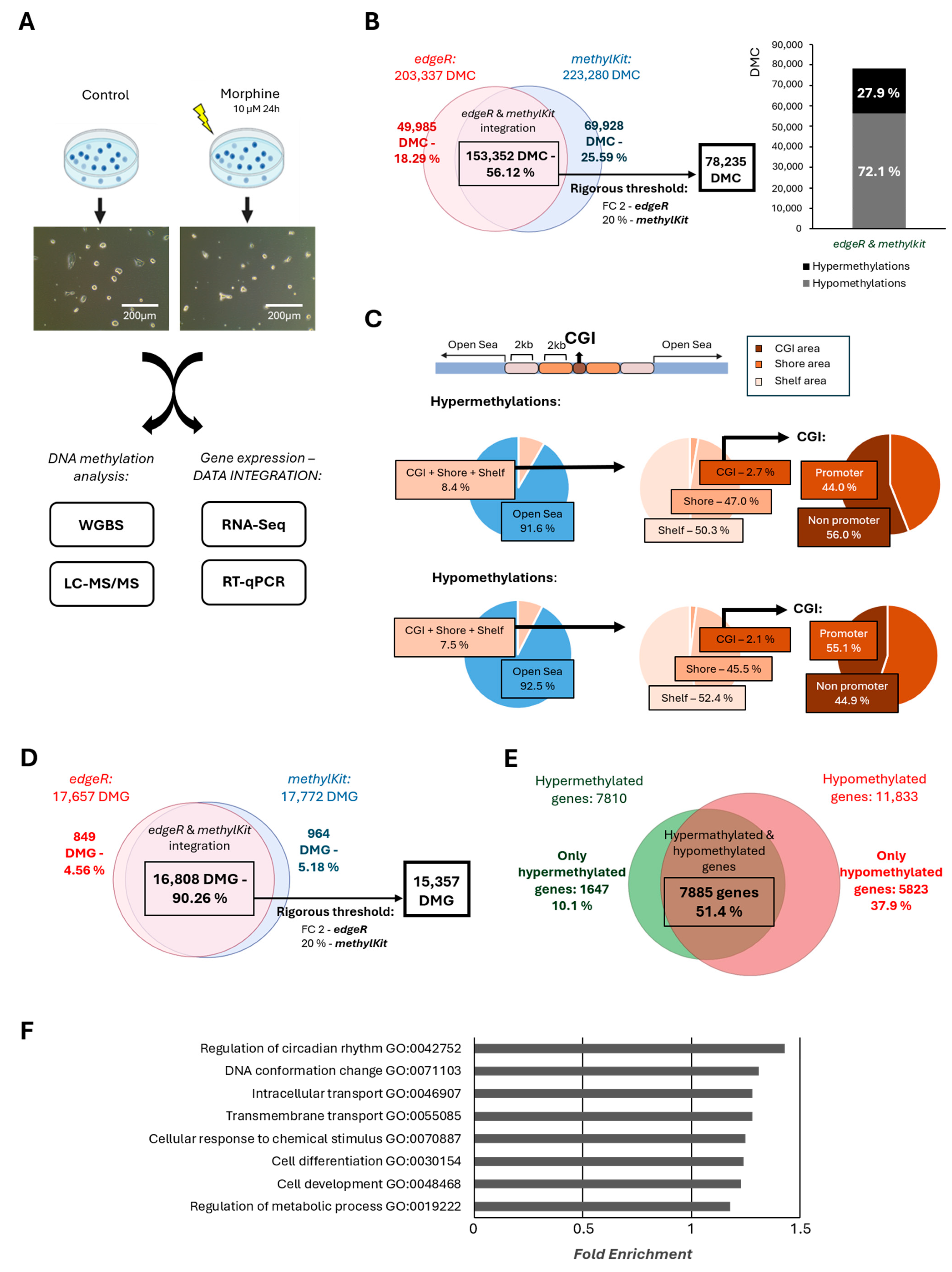 Chronic Morphine Treatment Leads to a Global DNA