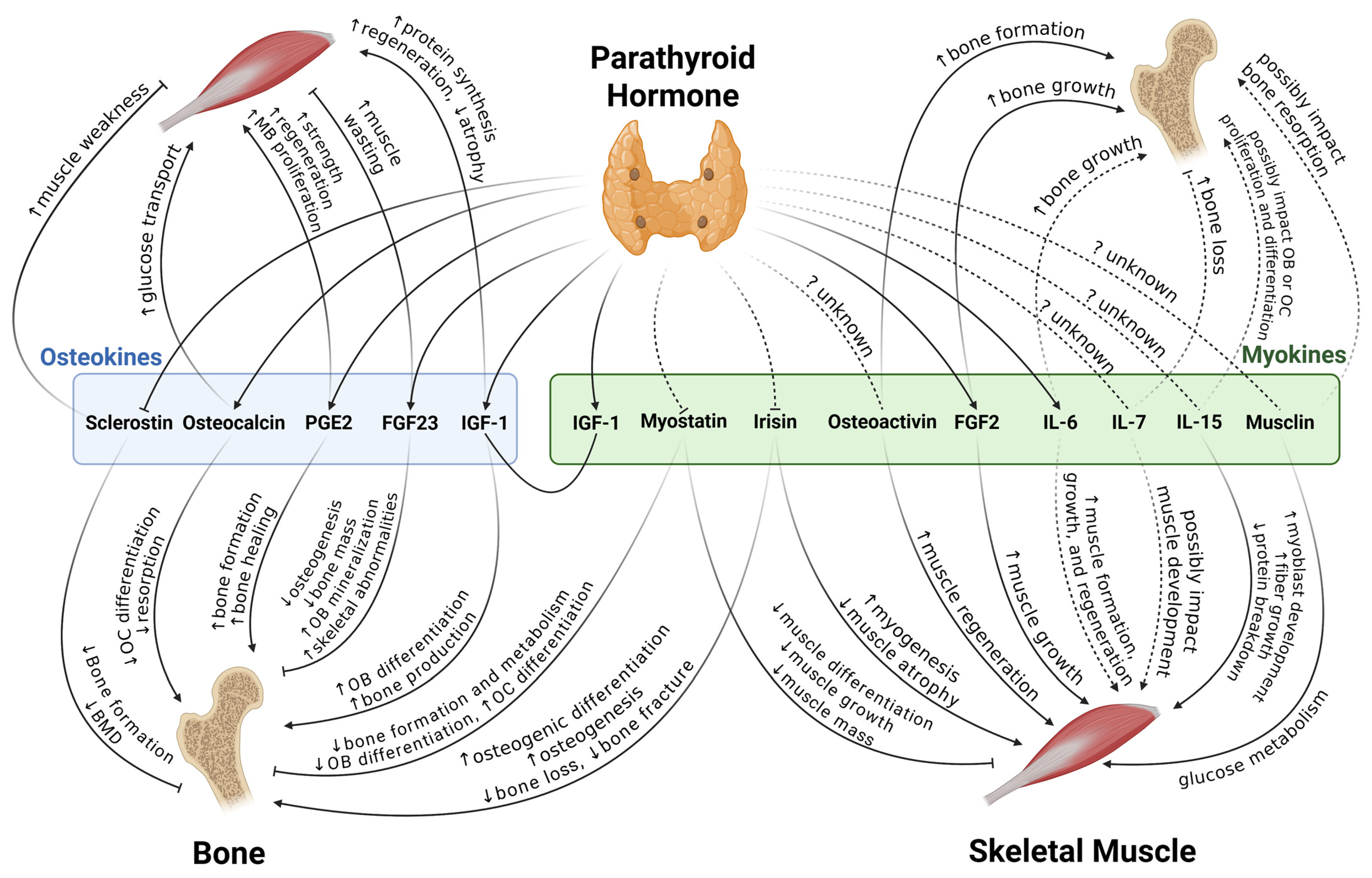 Ijms 26 07060 g001 Ijms 26 07060 g001