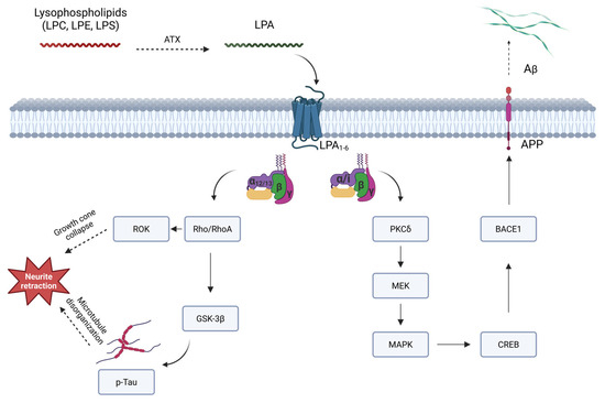 cjc-1295 dac dosing with ipamorelin Ipamorelin Dosage Guide: Optimal Protocols for Recovery and Muscle Growth
