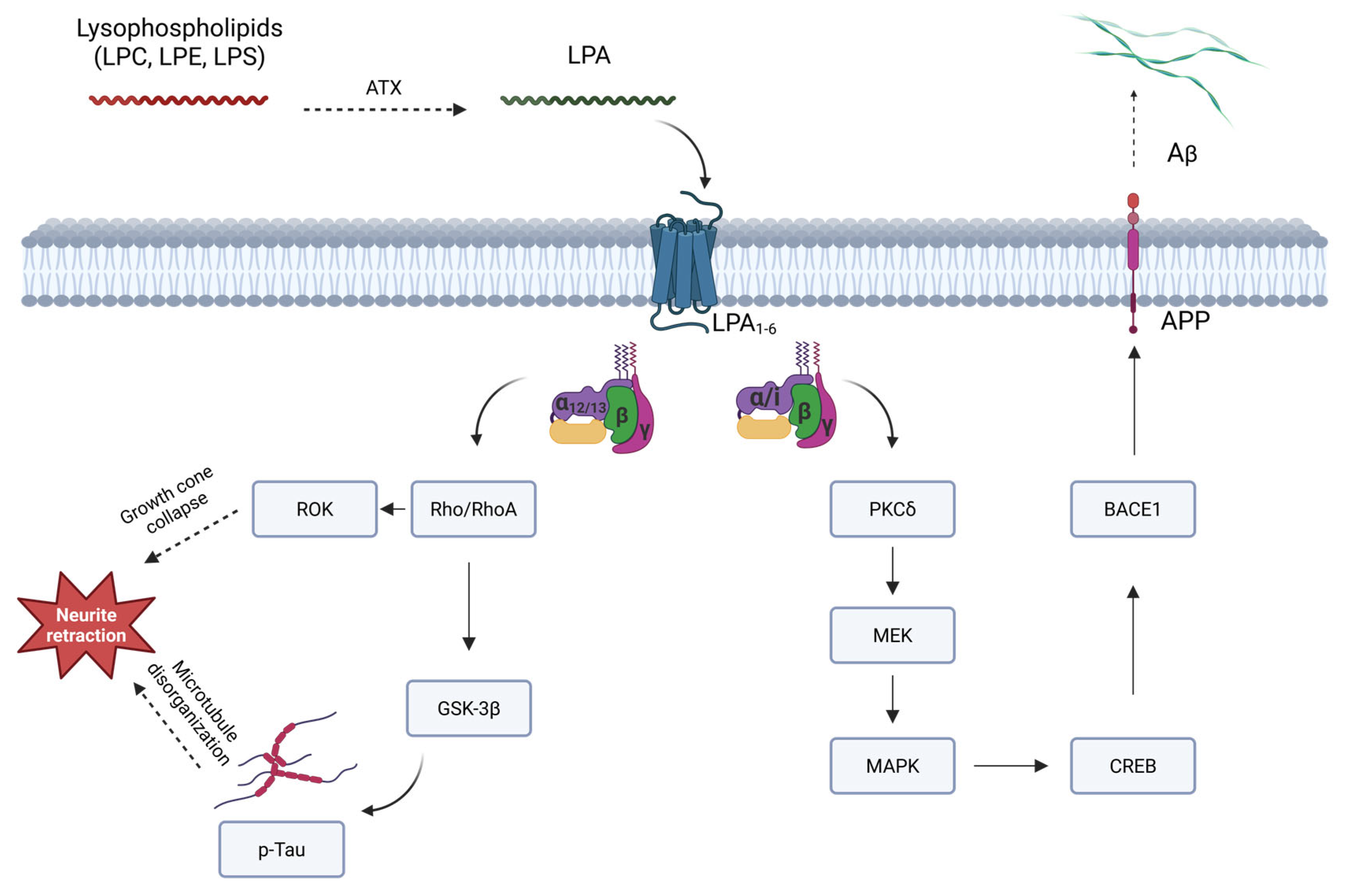 Ijms 26 07068 g002 Ijms 26 07068 g002
