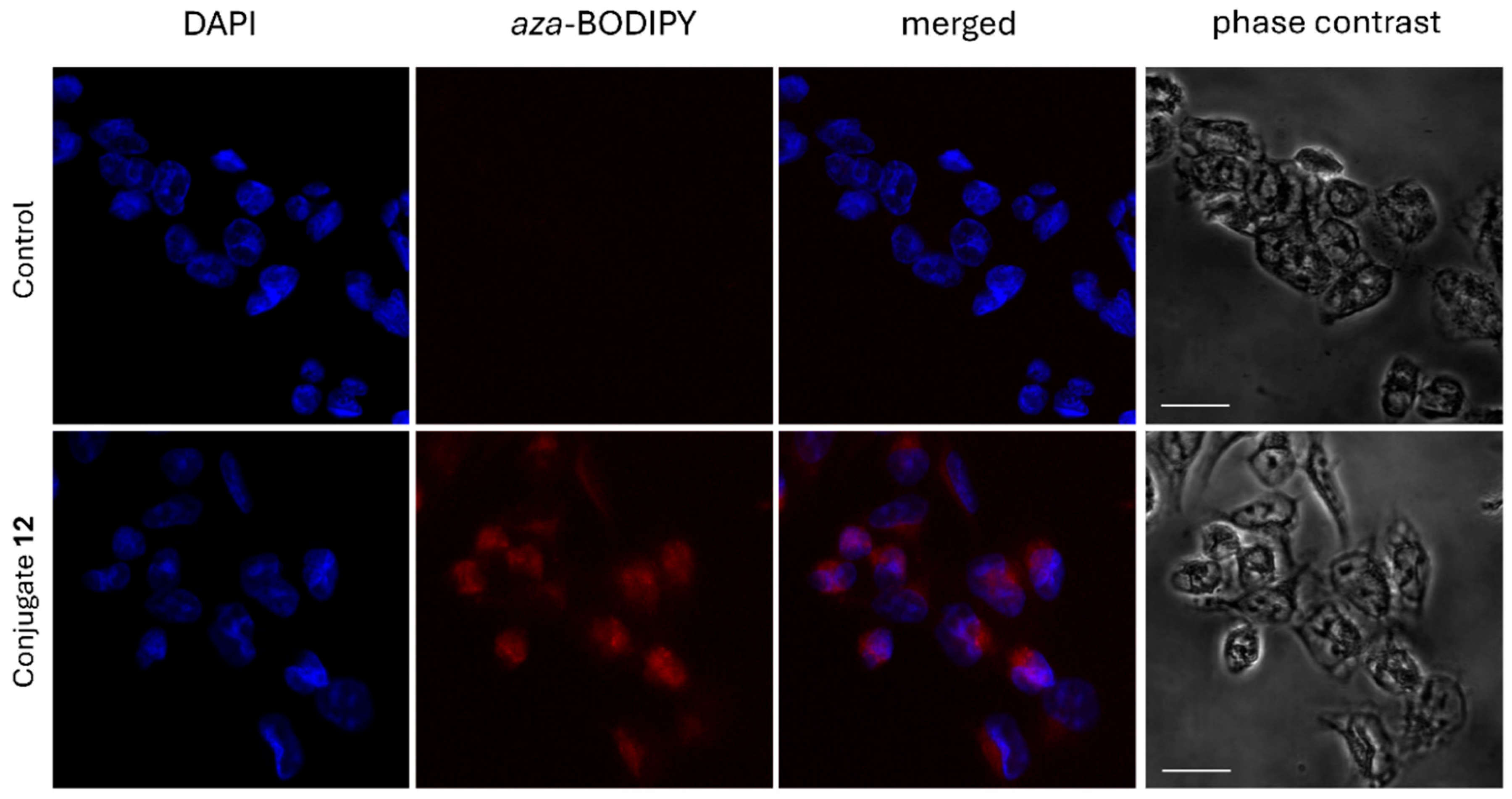 Ijms 26 07075 g004 Ijms 26 07075 g004