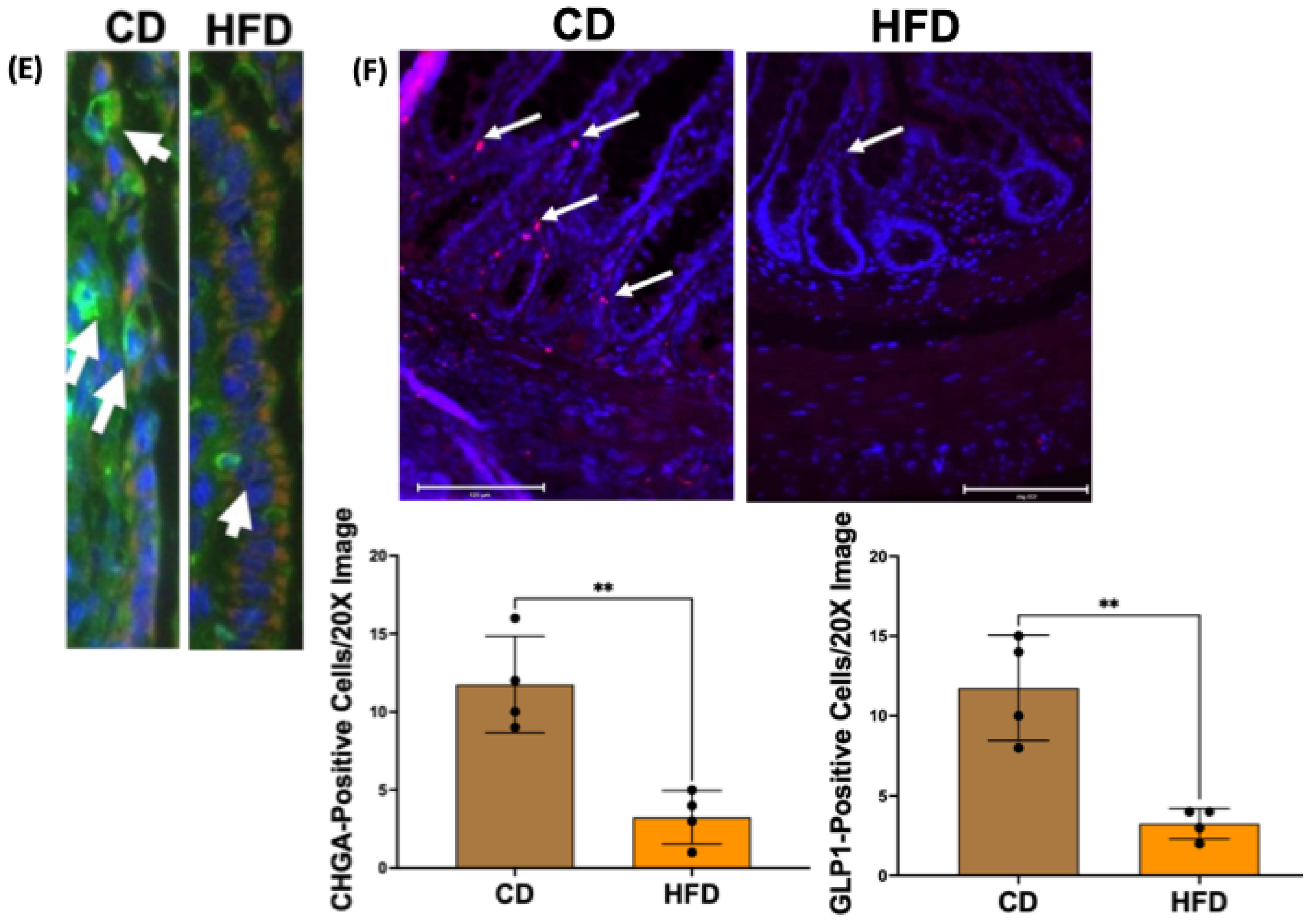 Ijms 26 07080 g002b Ijms 26 07080 g002b
