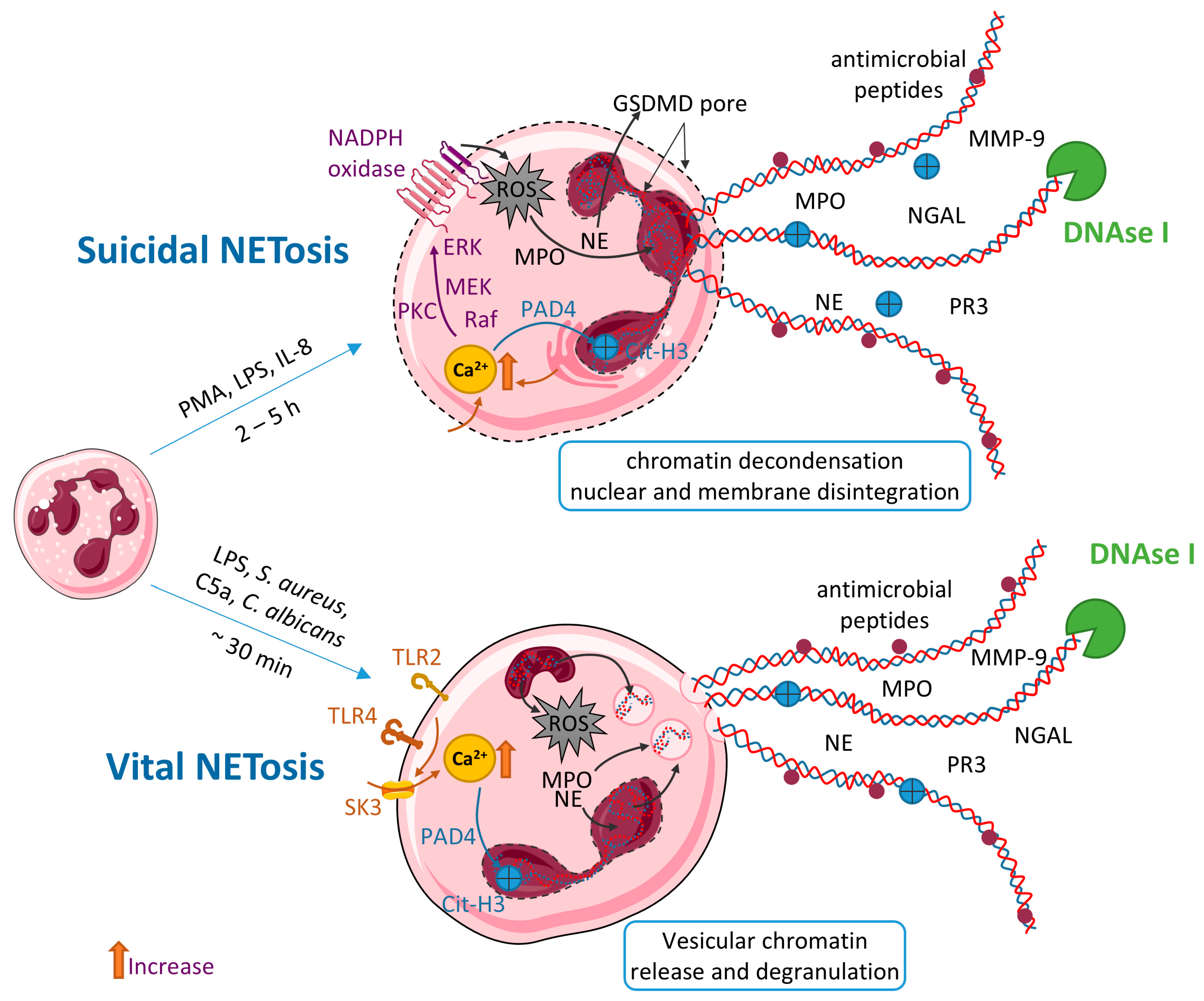 Neutrophils and NETs in Pathophysiology and Treatment of