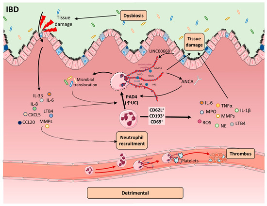 Neutrophils and NETs in Pathophysiology and Treatment of
