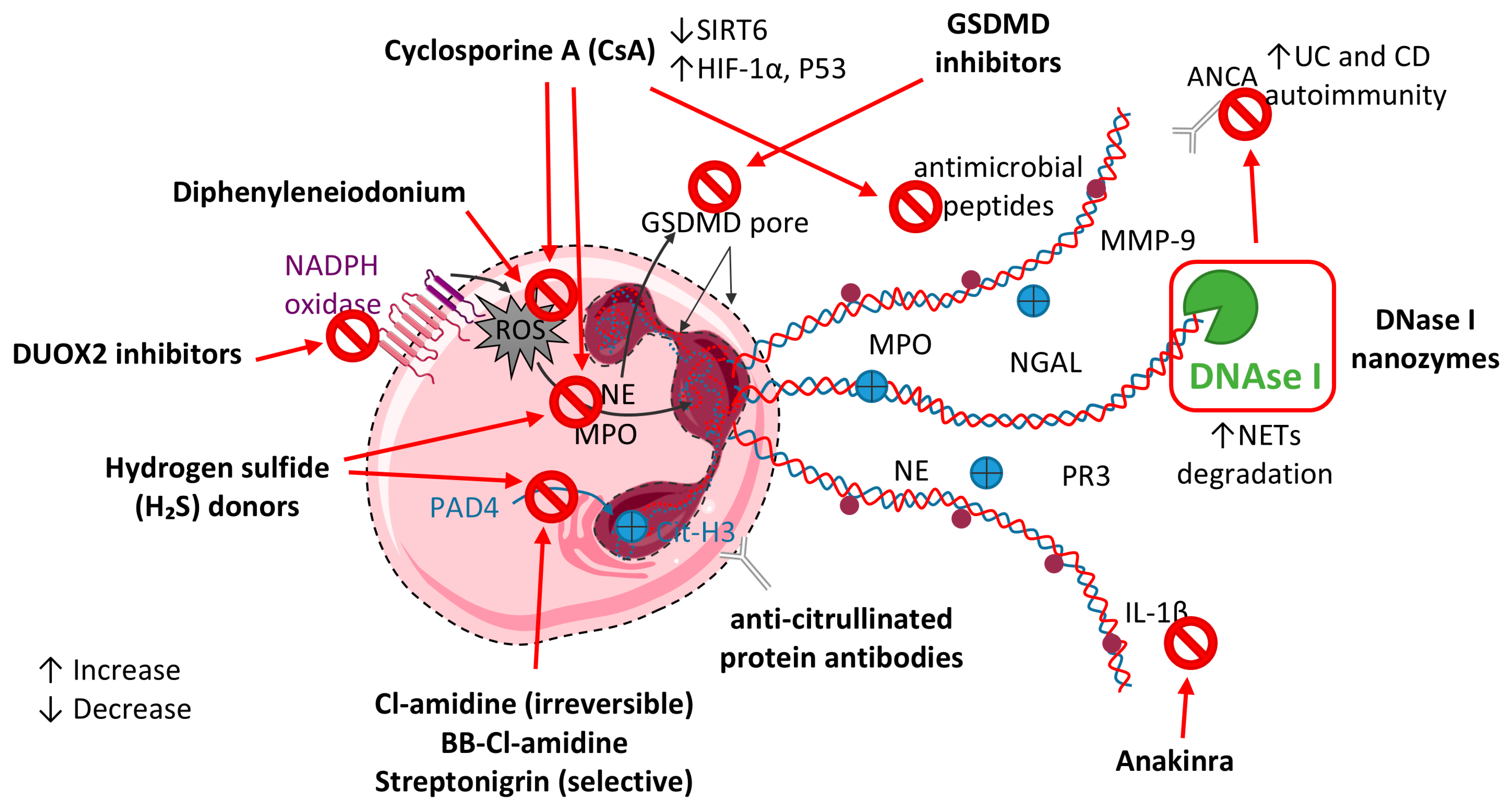 y  Neutrophils and NETs in Pathophysiology and Treatment of
