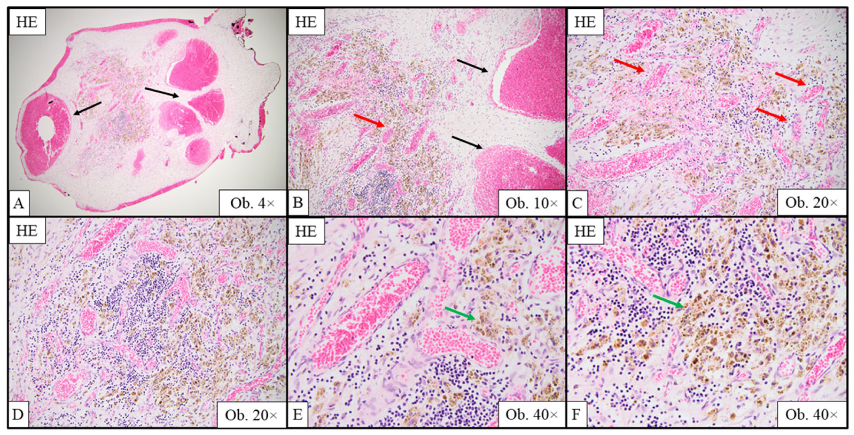 Ijms 26 07114 g002 Ijms 26 07114 g002