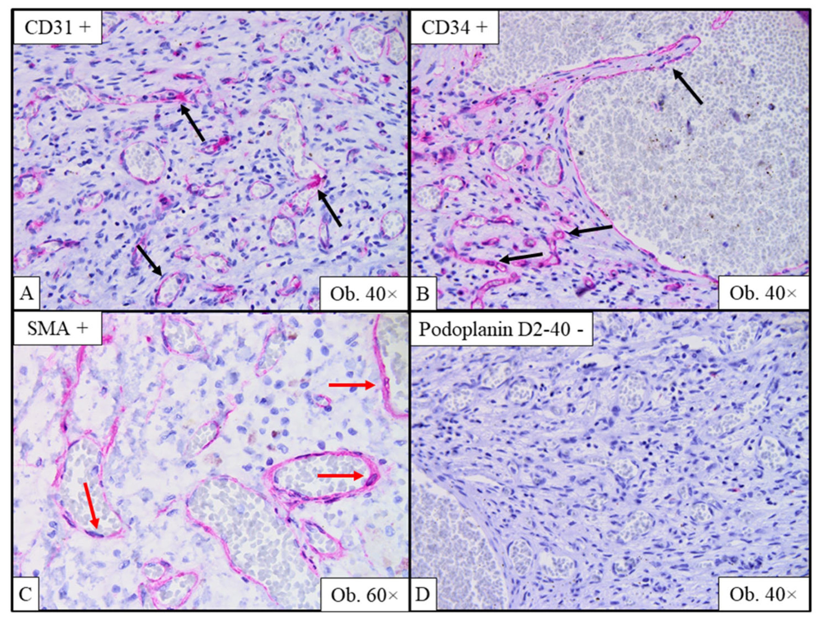 Ijms 26 07114 g003 Ijms 26 07114 g003