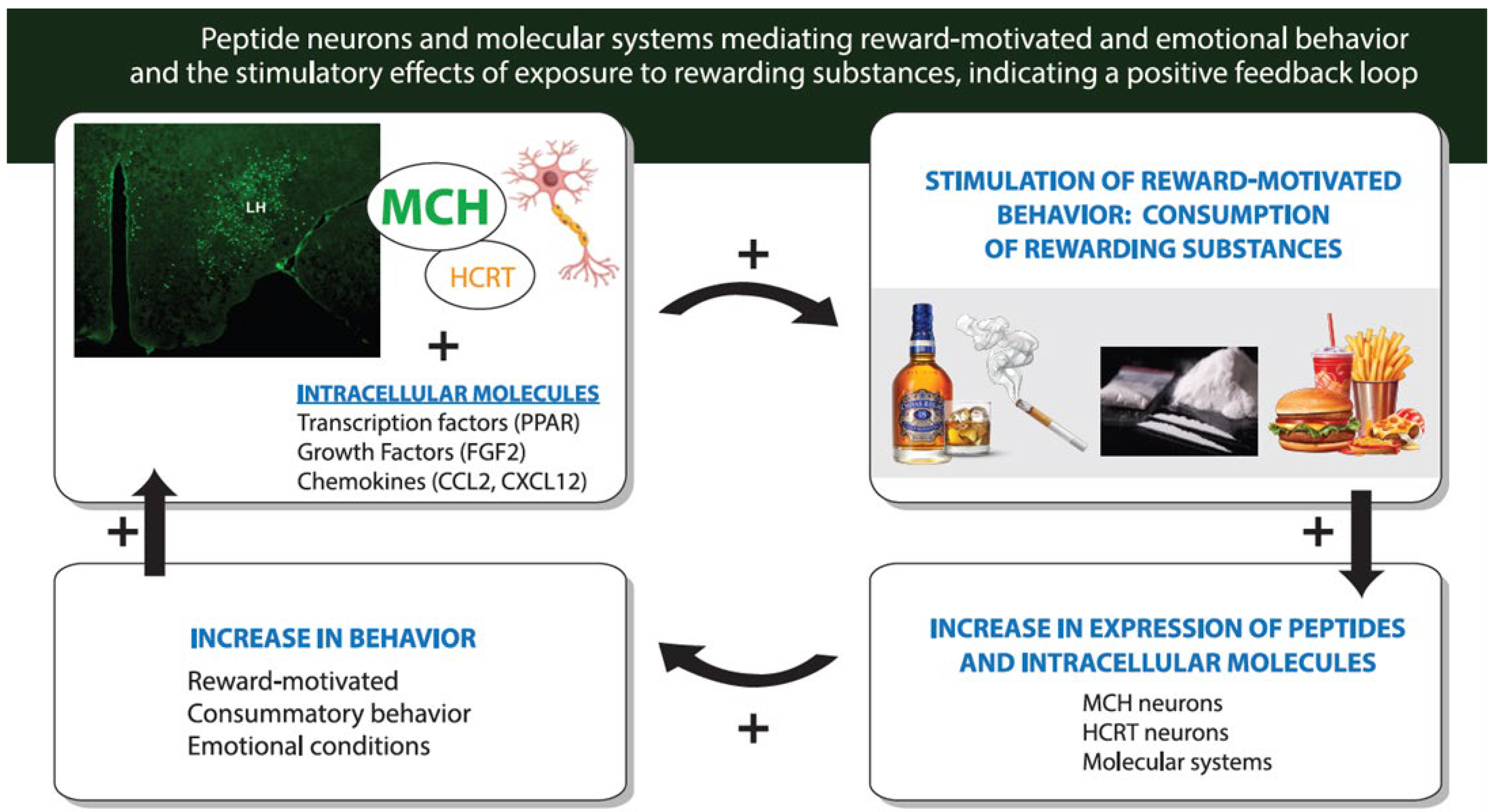 Ijms 26 07143 g002 Ijms 26 07143 g002