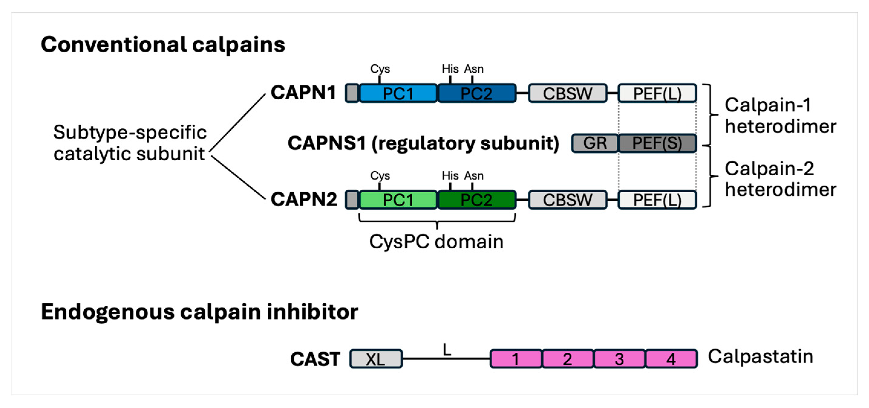 Ijms 26 07144 g002 Ijms 26 07144 g002