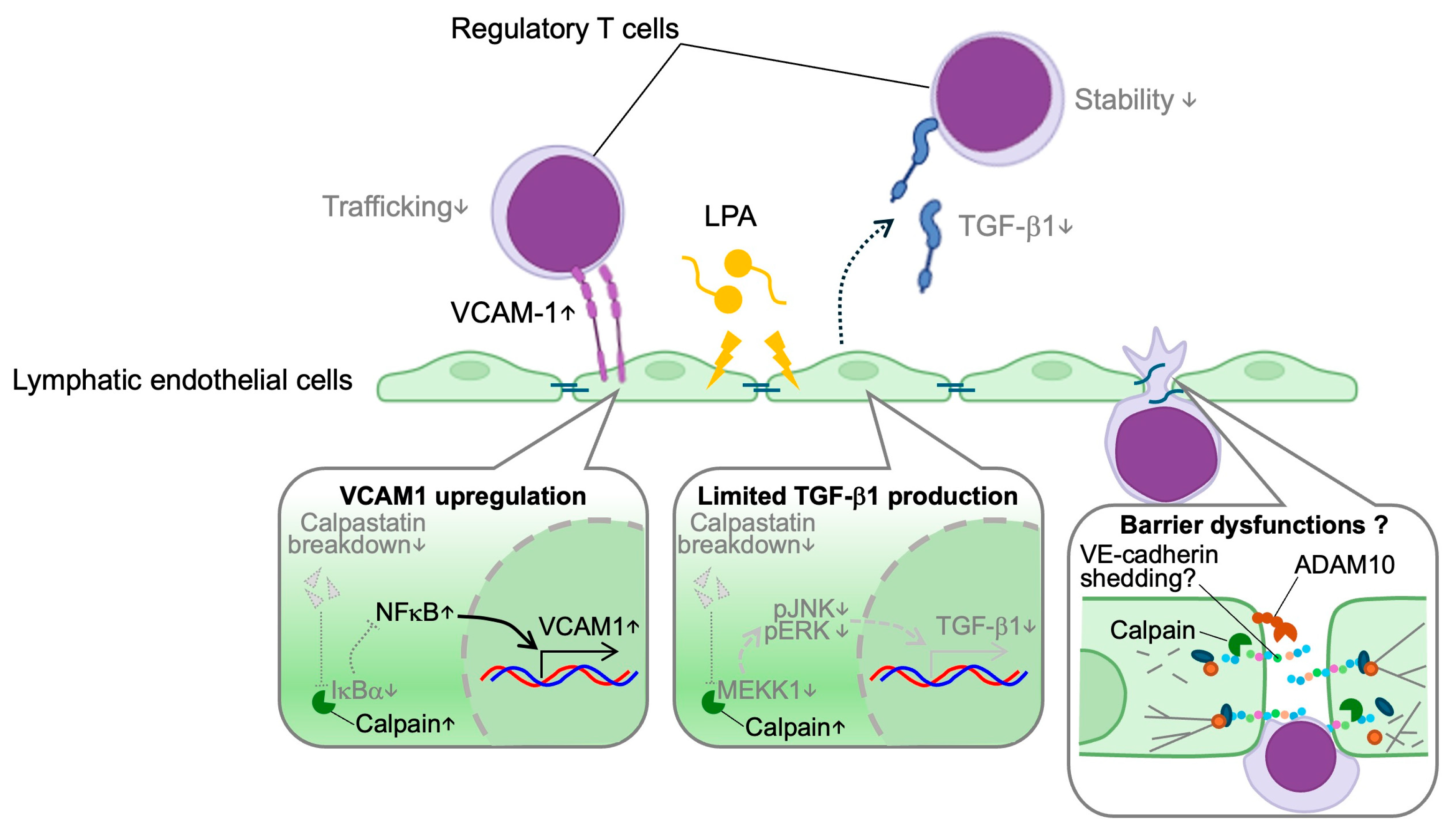 Ijms 26 07144 g003 Ijms 26 07144 g003