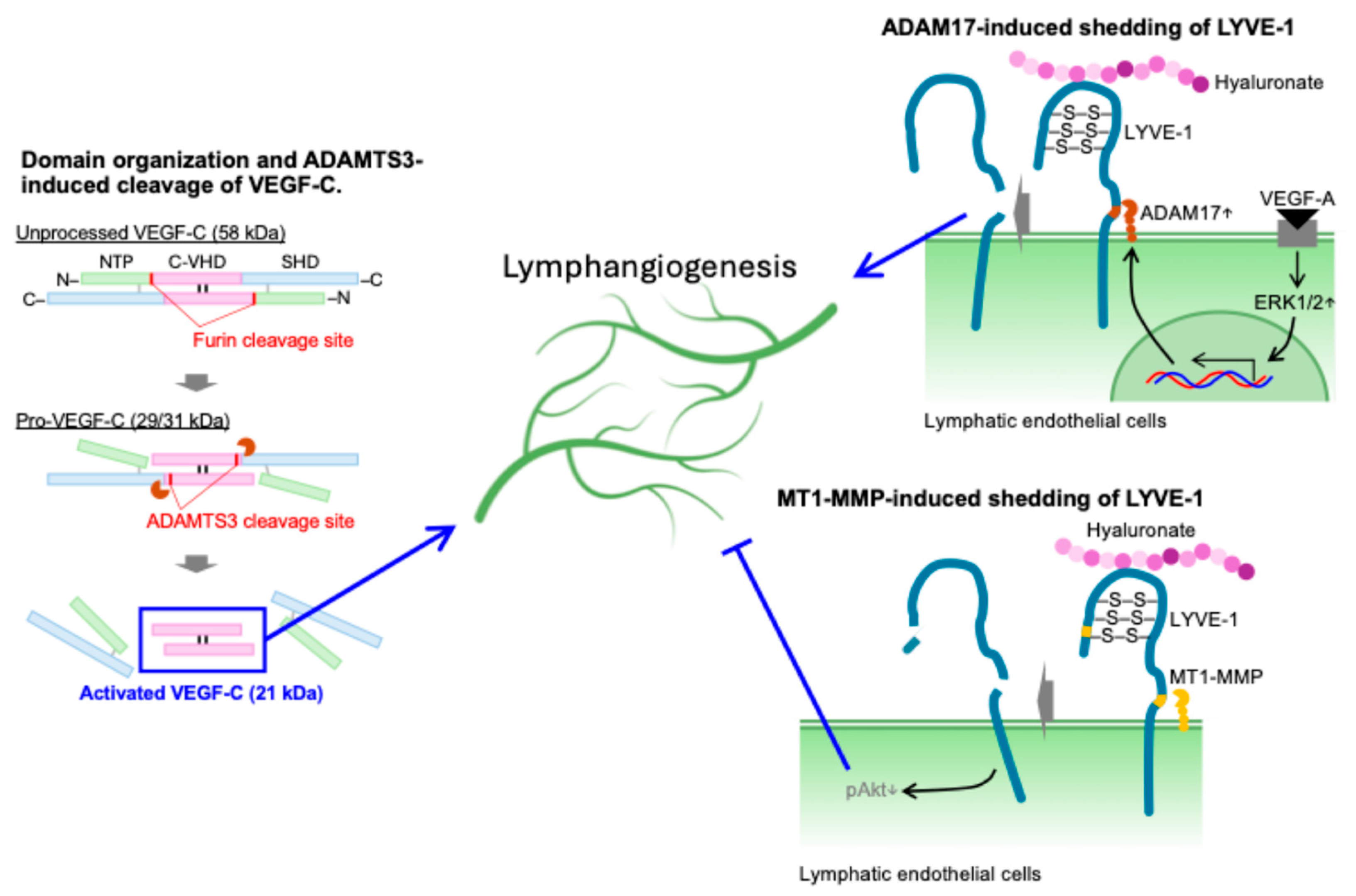 Ijms 26 07144 g004 Ijms 26 07144 g004