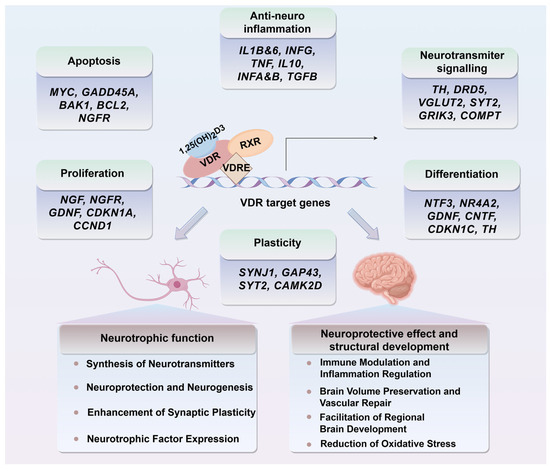 glutathione neuroprotection benefits brain health Metabolism of the BrainThe Role of Astrocytes The benefits of hesperidin in