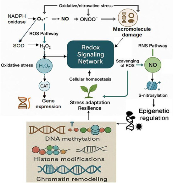 Redox-Epigenetic Crosstalk in Plant Stress Responses: The Roles of ...