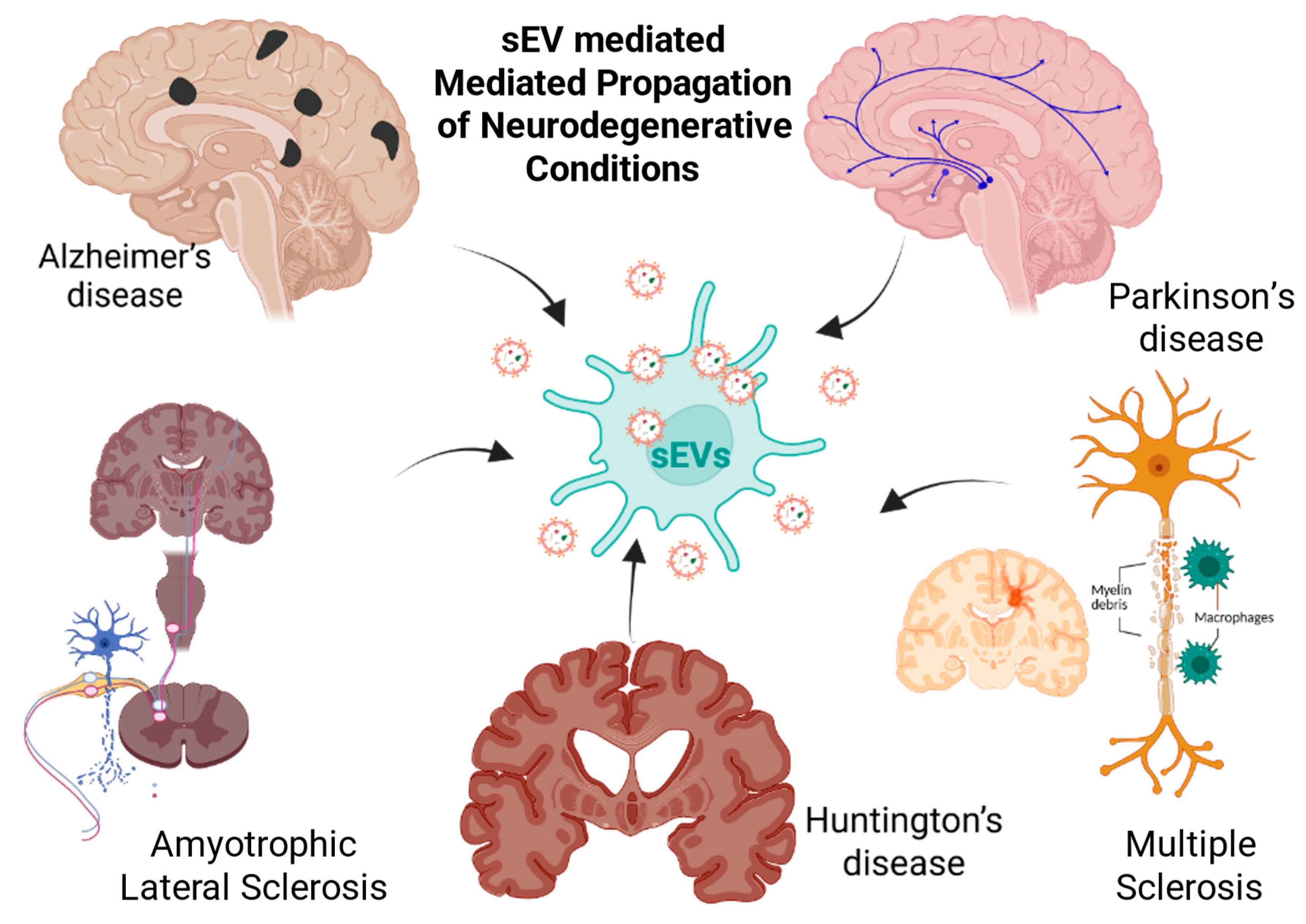 Ijms 26 07246 sch001