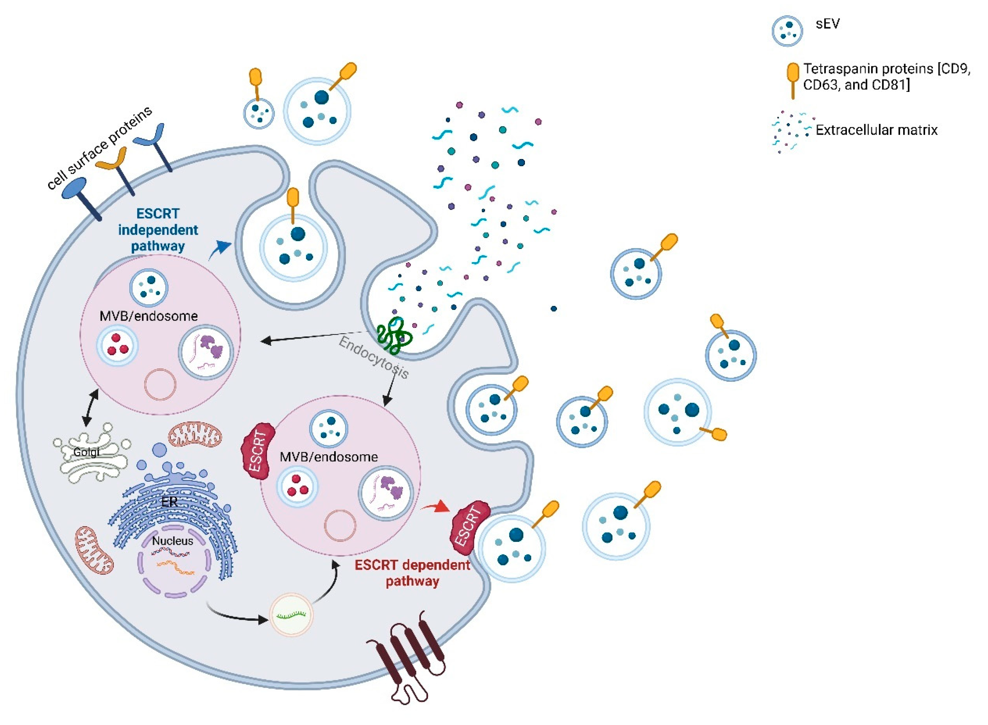 Ijms 26 07246 sch002