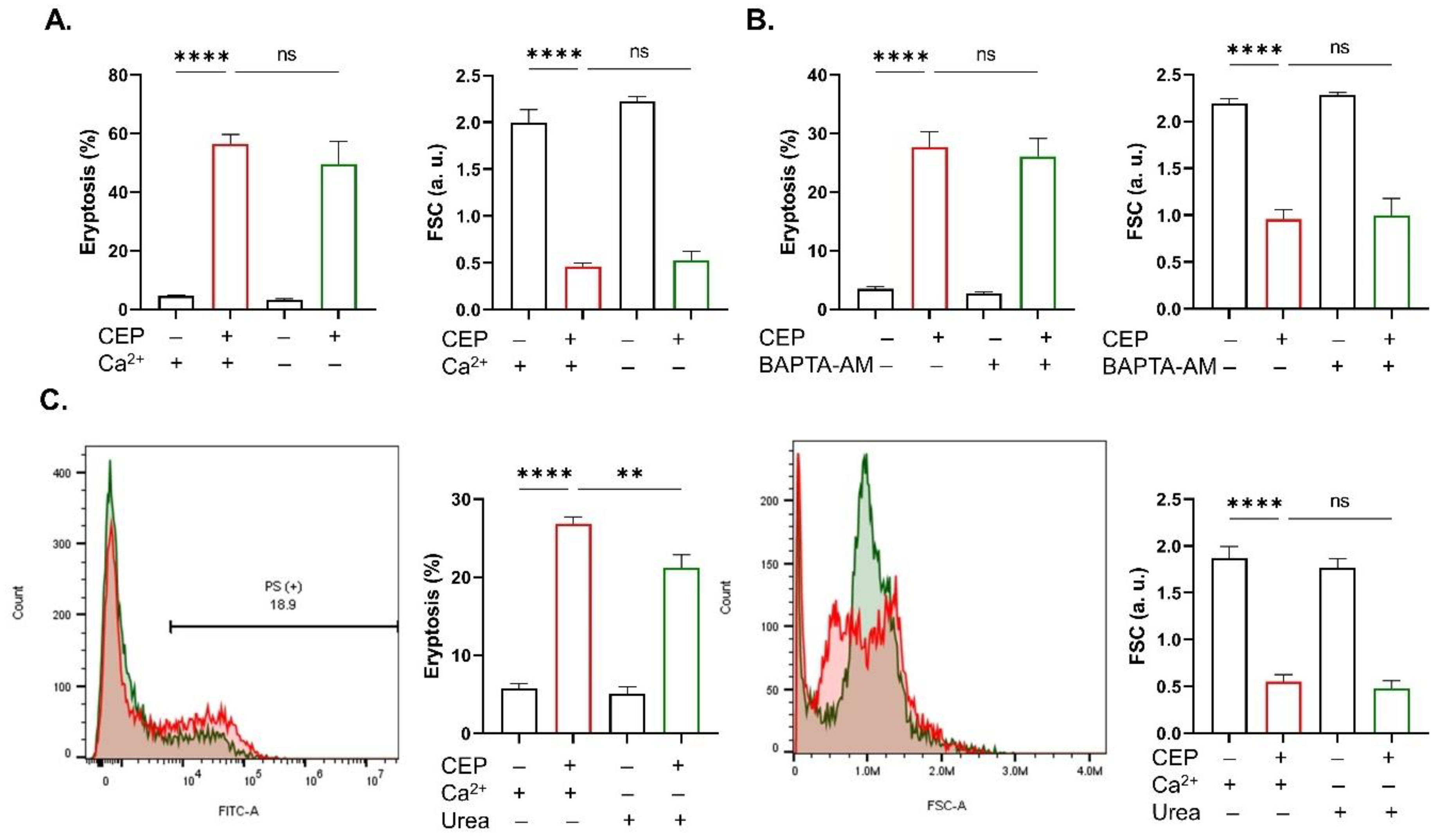 Ijms 26 07250 g005 Ijms 26 07250 g005
