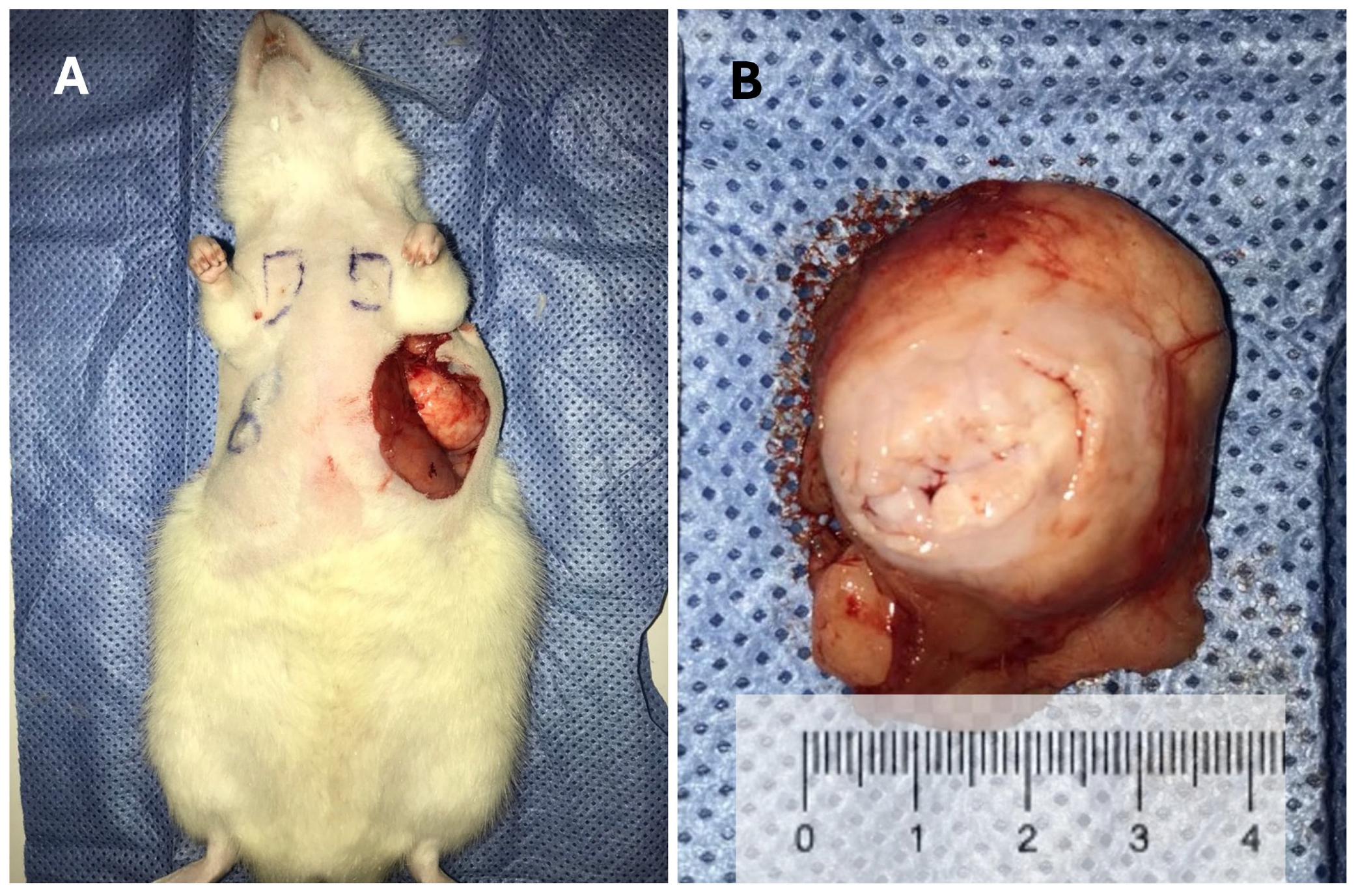 Ijms 26 07296 g002 Ijms 26 07296 g002