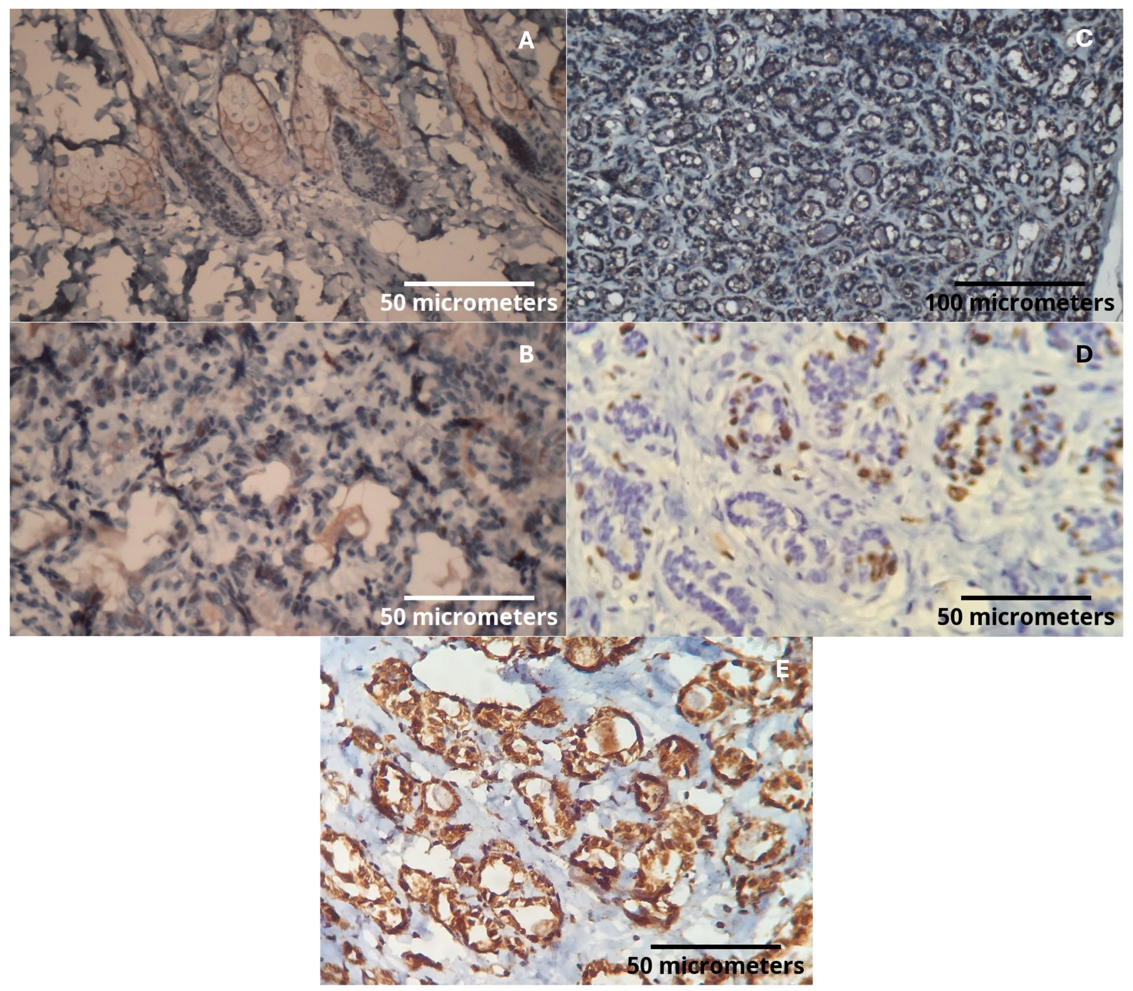 Ijms 26 07296 g004 Ijms 26 07296 g004