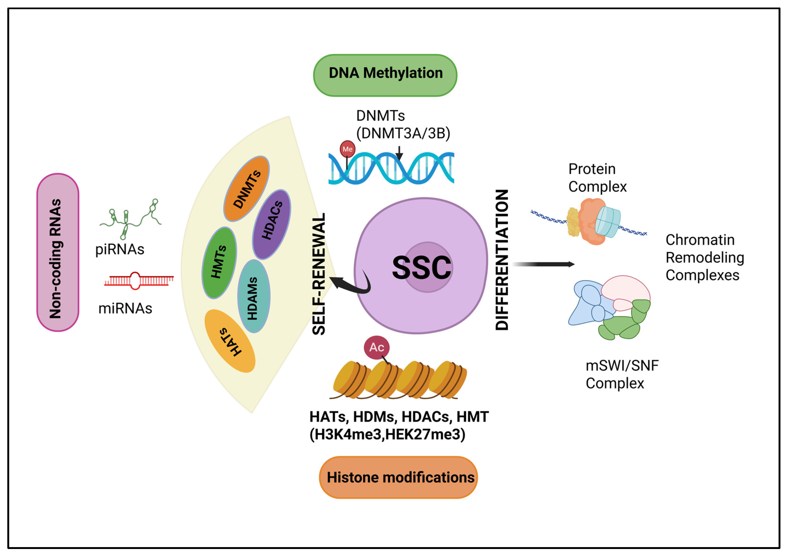 Unmasking the Epigenome: Insights into Testicular Cell