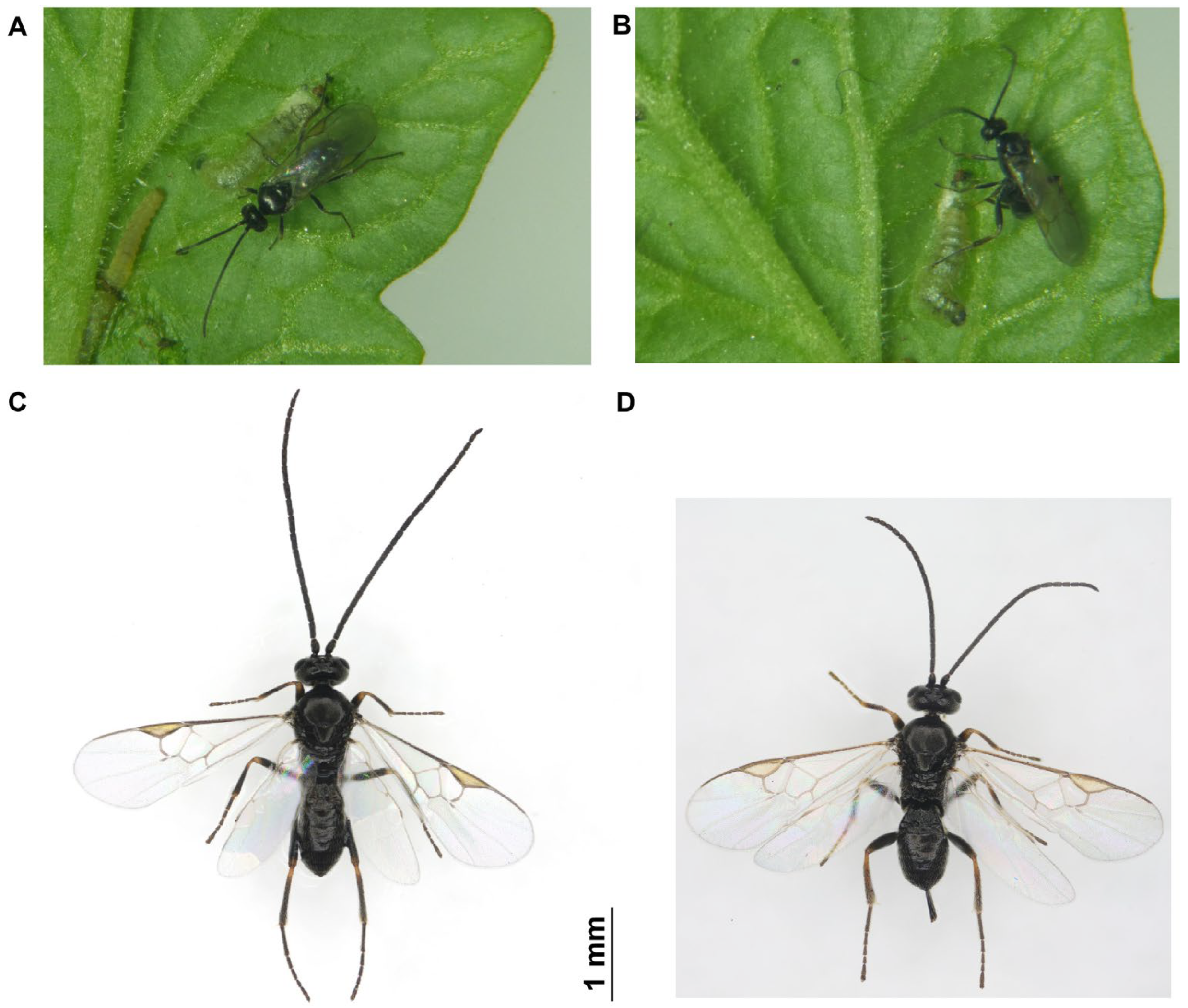 りん The Olfactory System of Dolichogenidea gelechiidivoris