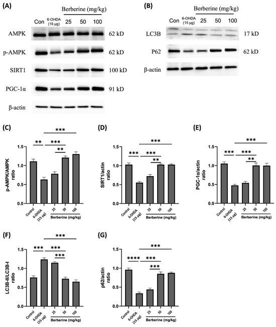 Investigating Neuroprotective Effects of Berberine on Mitochondrial ...