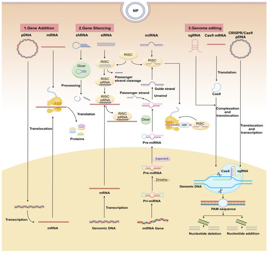 Biomaterial-Based Nucleic Acid Delivery Systems for In Situ