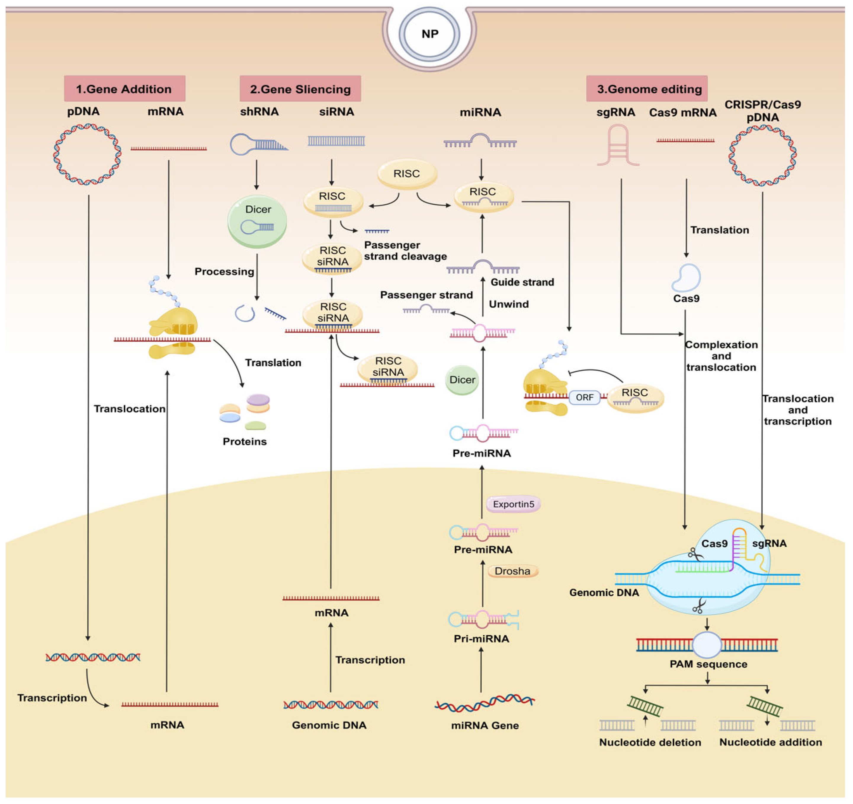 ② Biomaterial-Based Nucleic Acid Delivery Systems for In Situ