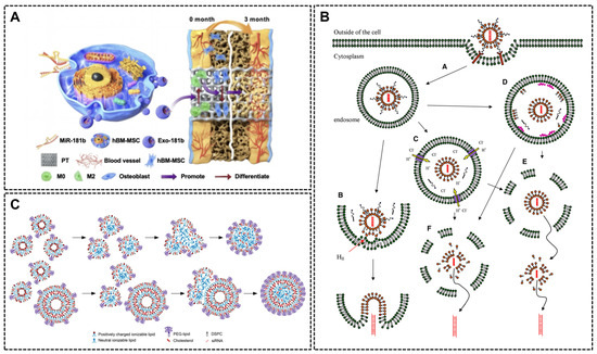 Biomaterial-Based Nucleic Acid Delivery Systems for In Situ
