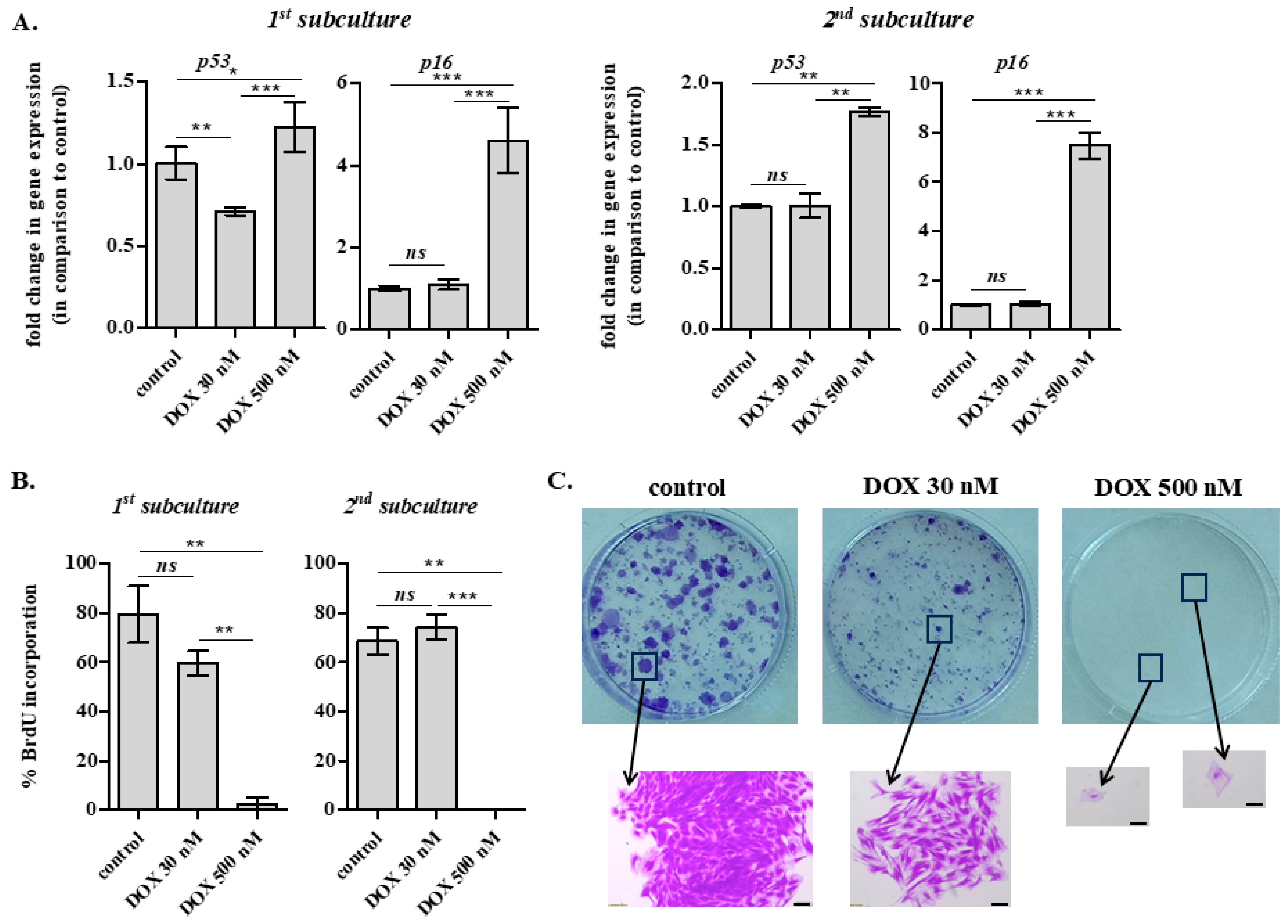 Ijms 26 07386 g007 Ijms 26 07386 g007