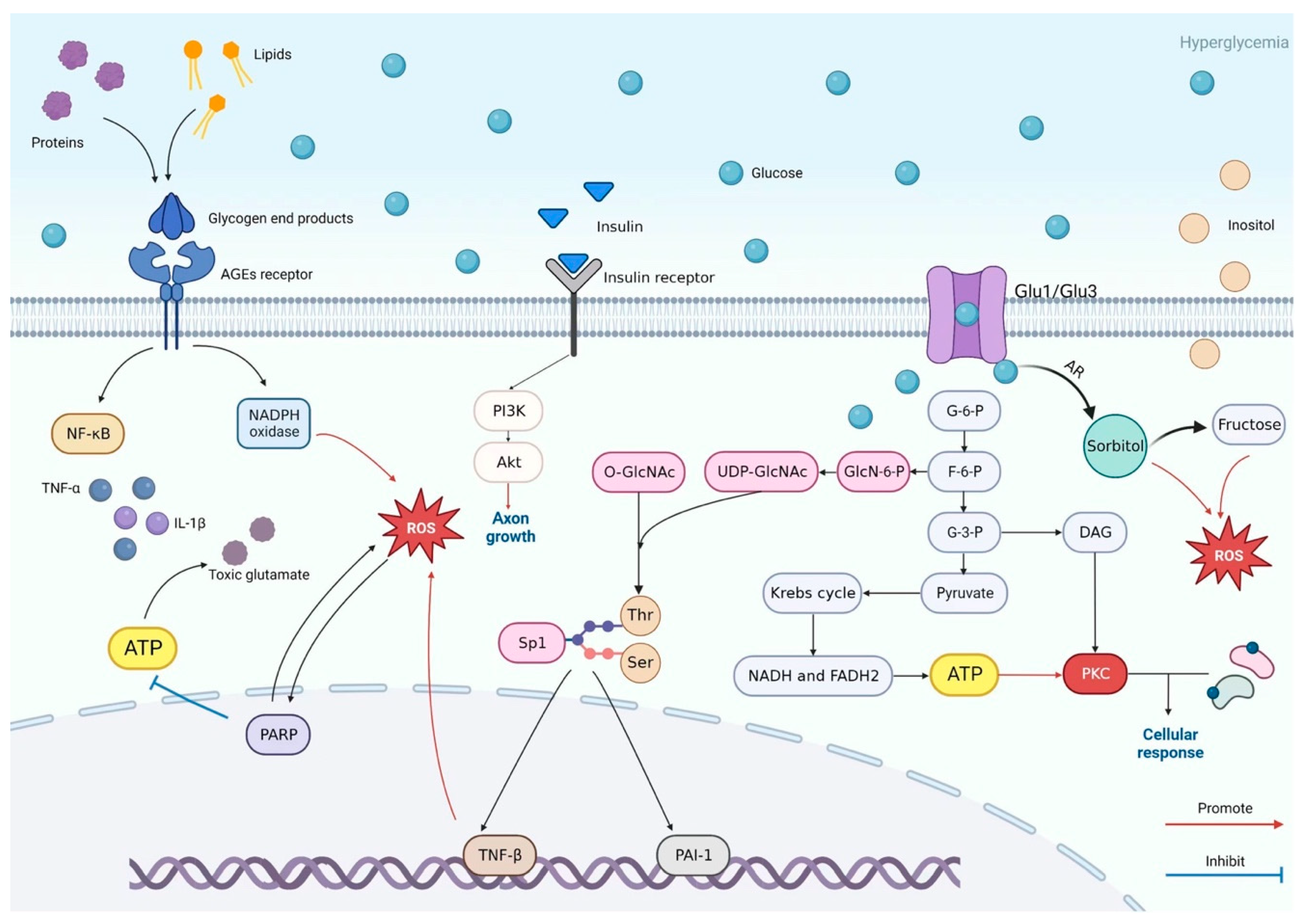 Ijms 26 07393 g001 Ijms 26 07393 g001