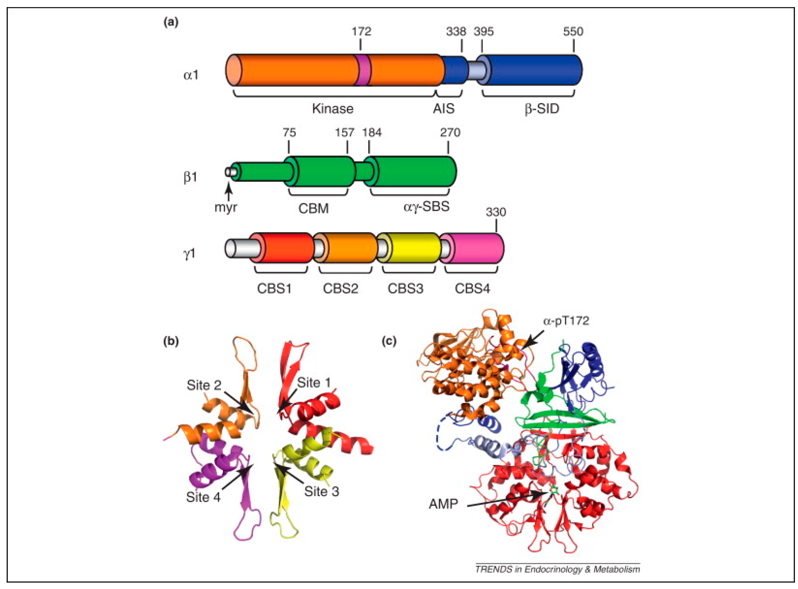 Ijms 26 07393 g003 Ijms 26 07393 g003