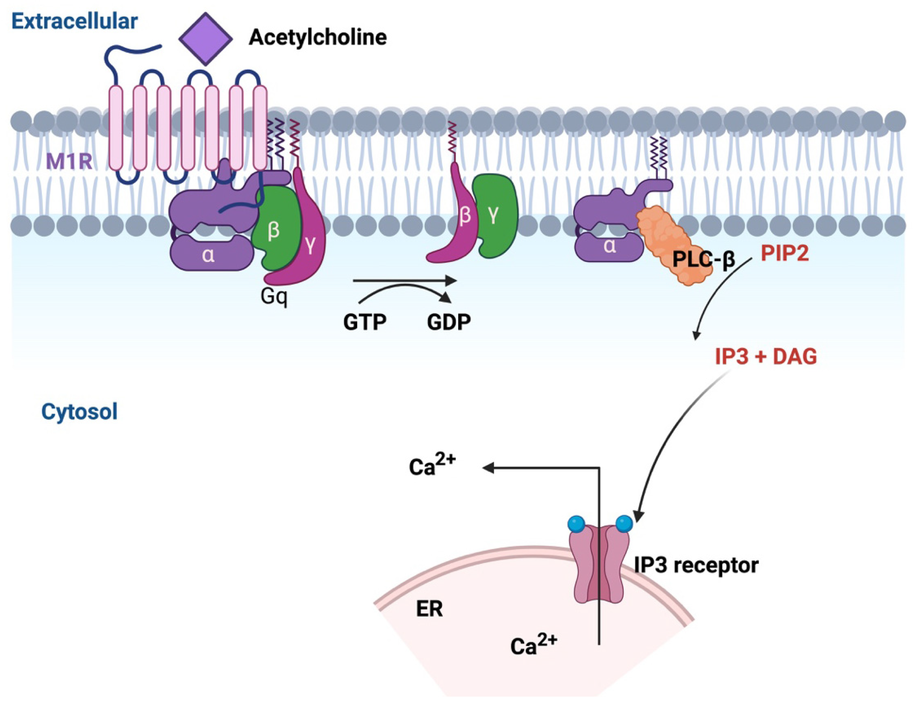 Ijms 26 07393 g004 Ijms 26 07393 g004
