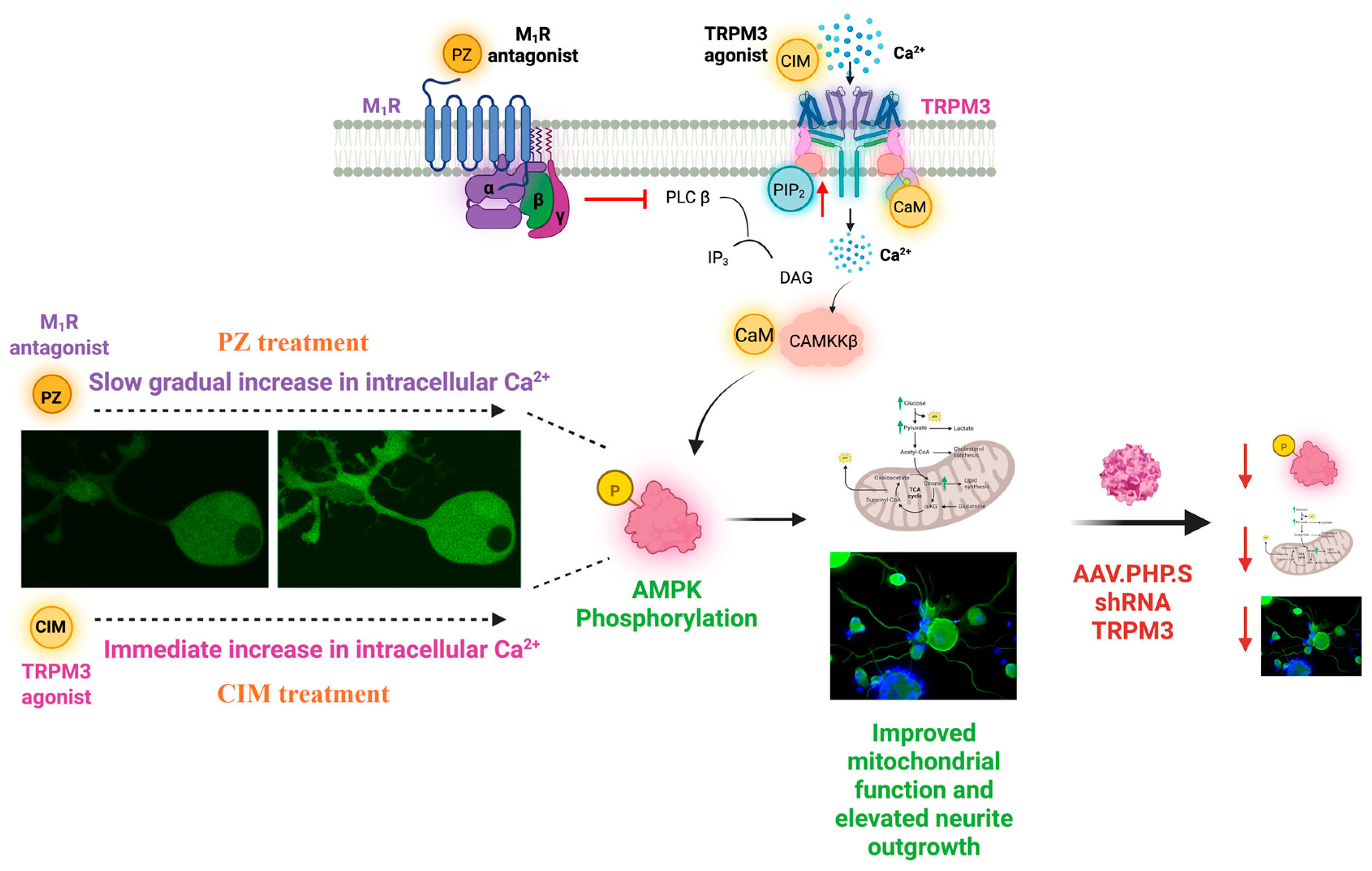 Ijms 26 07393 g006 Ijms 26 07393 g006