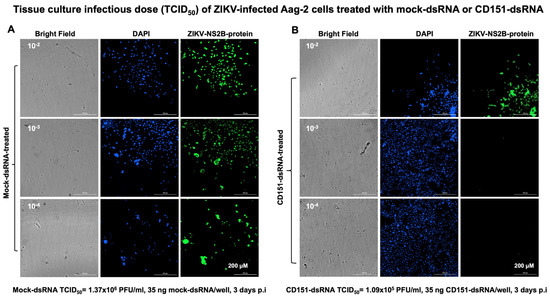 Mosquito Exosomal Tetraspanin CD151 Facilitates Flaviviral