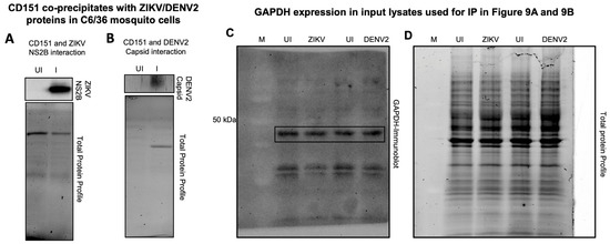 Mosquito Exosomal Tetraspanin CD151 Facilitates Flaviviral
