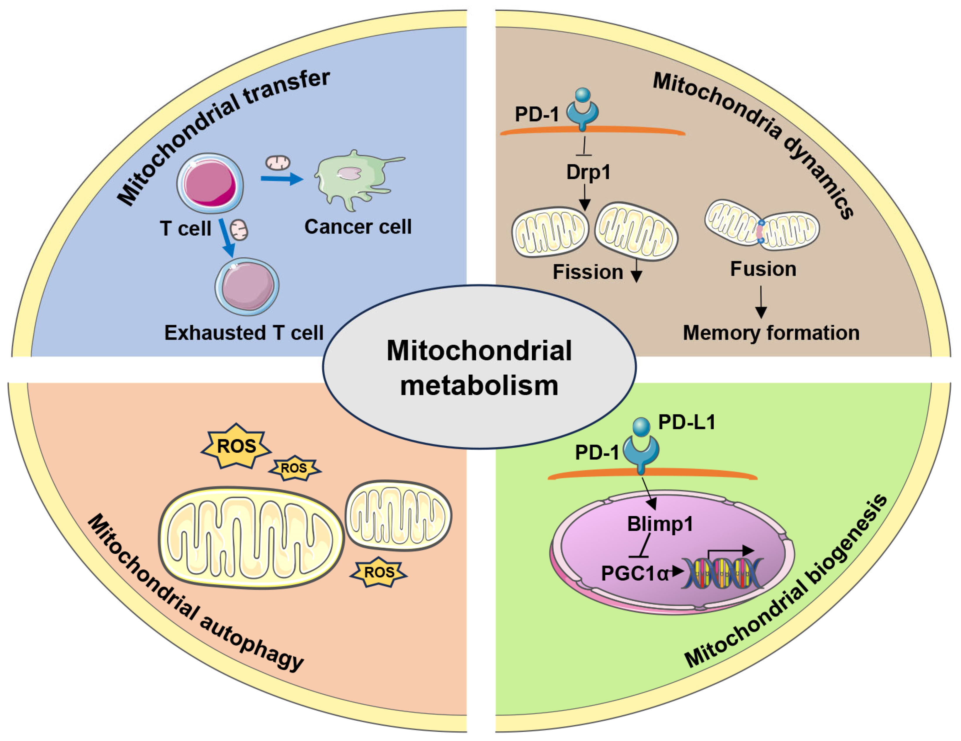 Ijms 26 07400 g001 Ijms 26 07400 g001