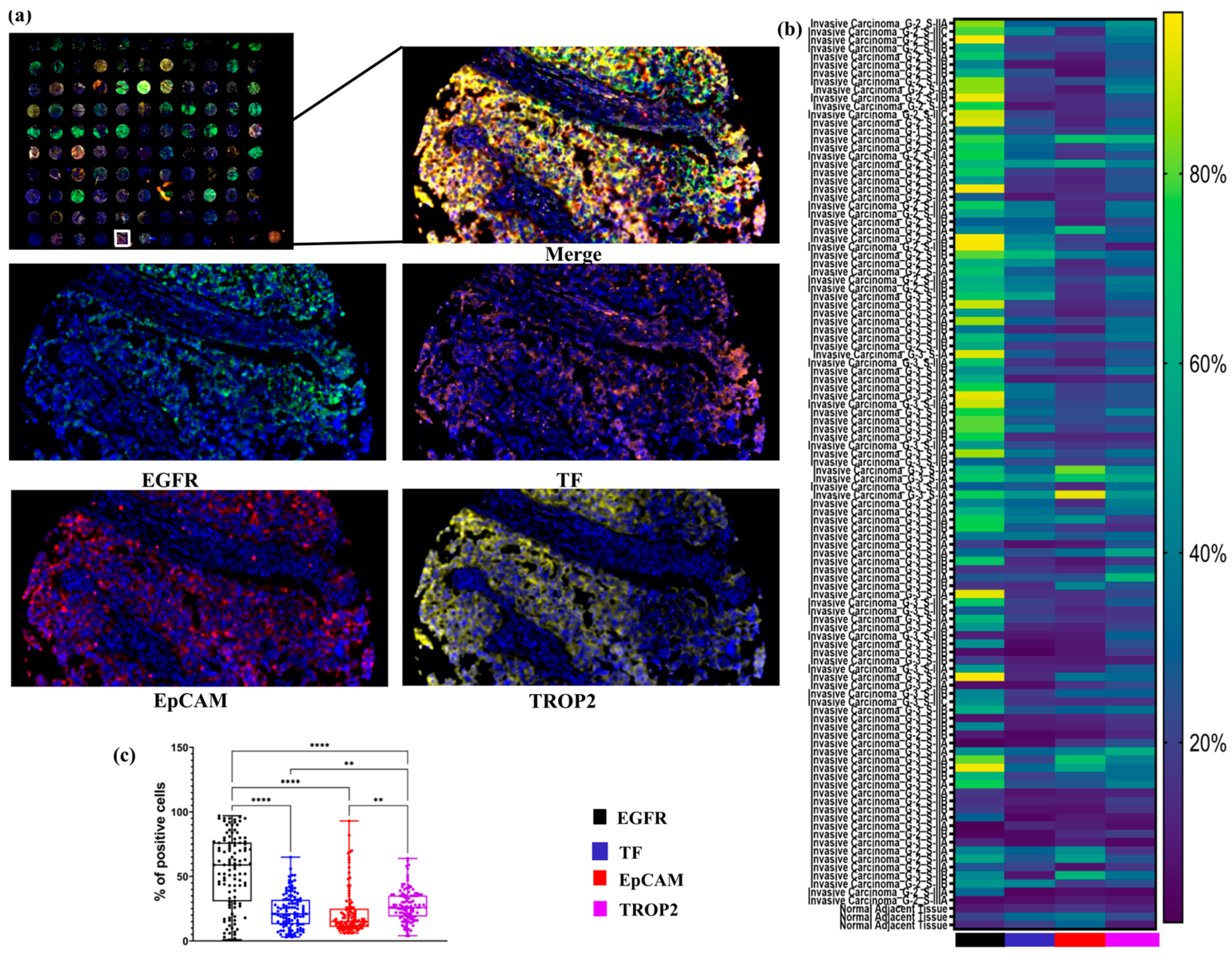 Ijms 26 07430 g001 Ijms 26 07430 g001