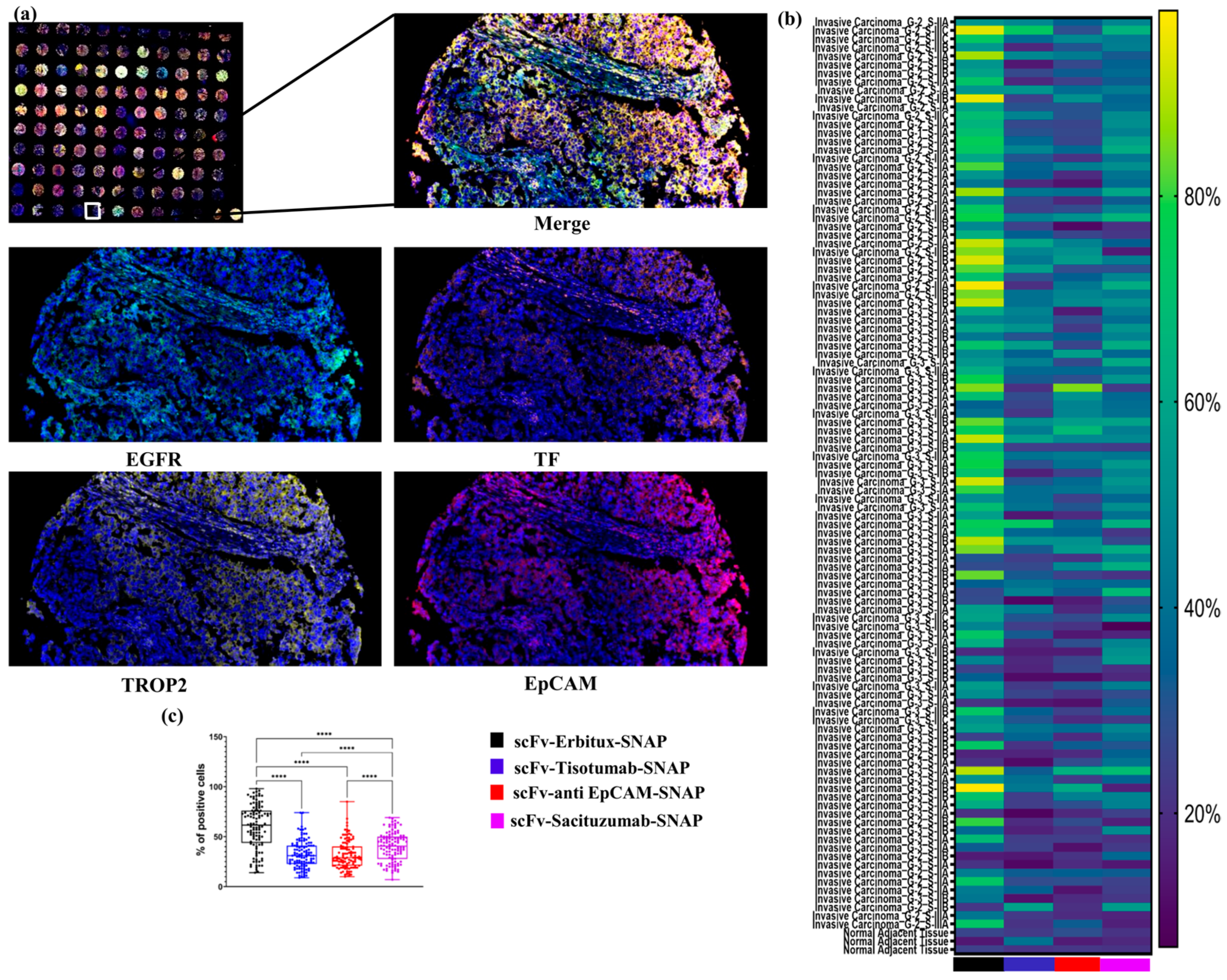 Ijms 26 07430 g005 Ijms 26 07430 g005