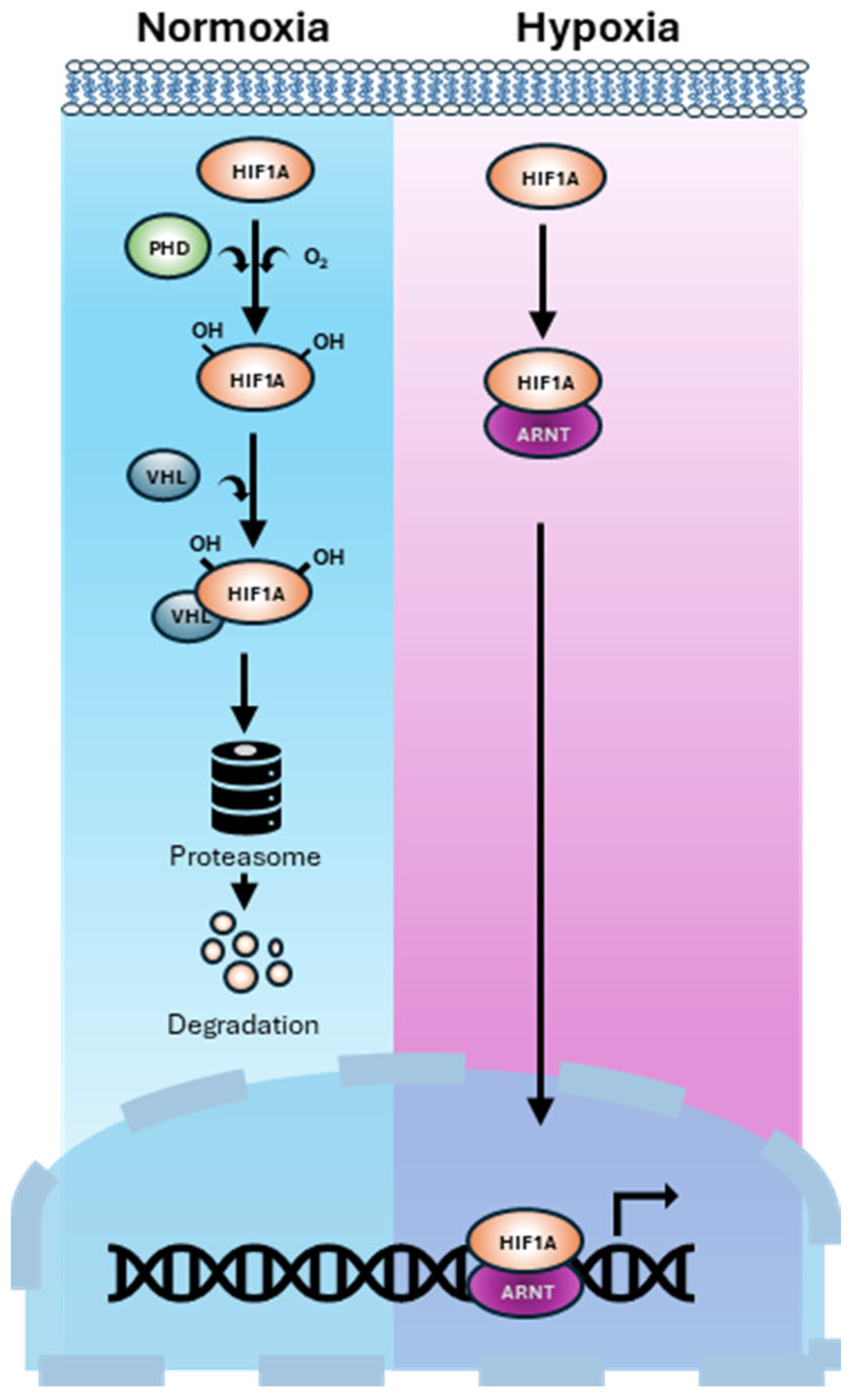 Ijms 26 07452 g001 Ijms 26 07452 g001