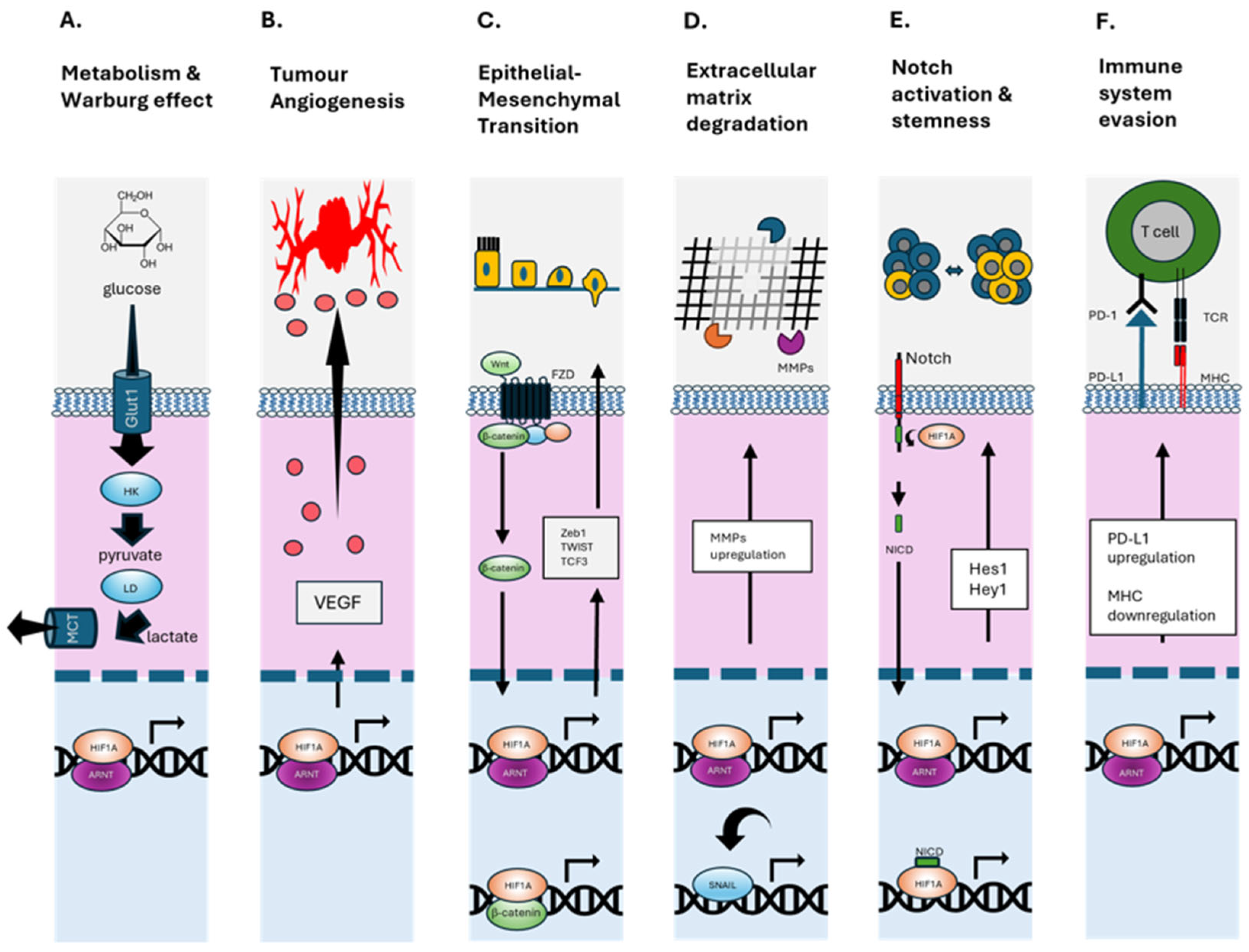 Ijms 26 07452 g002 Ijms 26 07452 g002