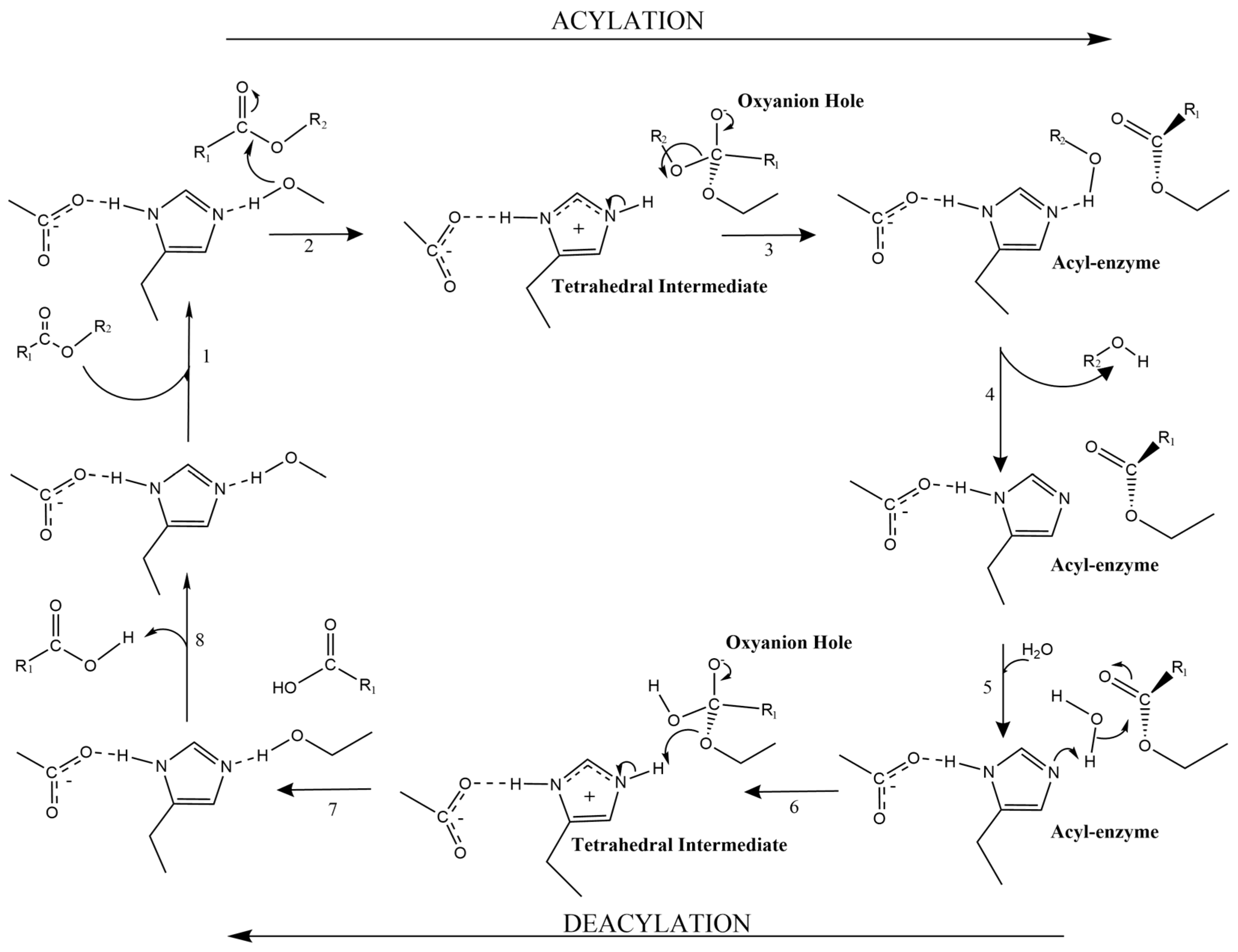 Ijms 26 07474 g005 Ijms 26 07474 g005