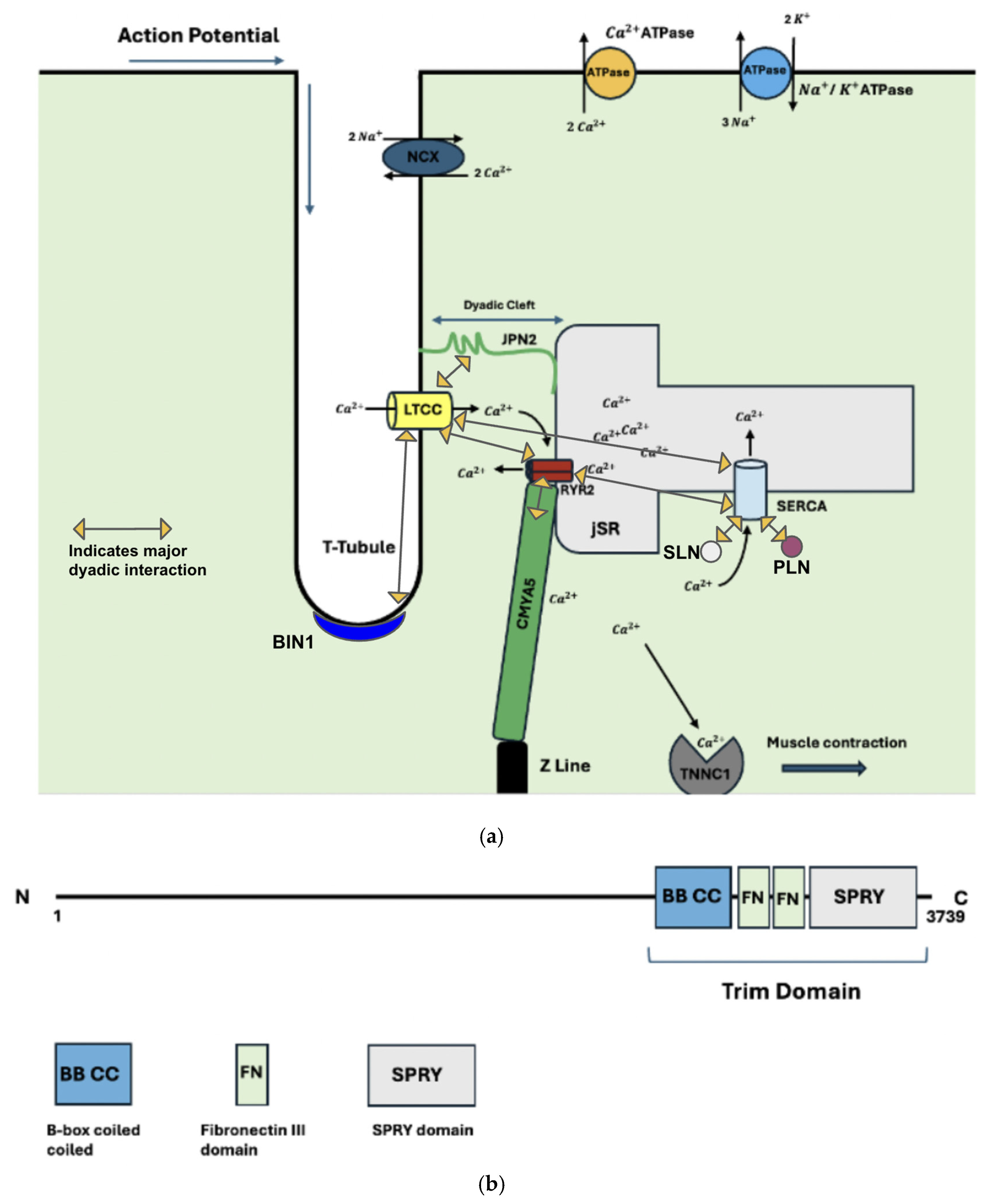 Ijms 26 07478 g001 Ijms 26 07478 g001