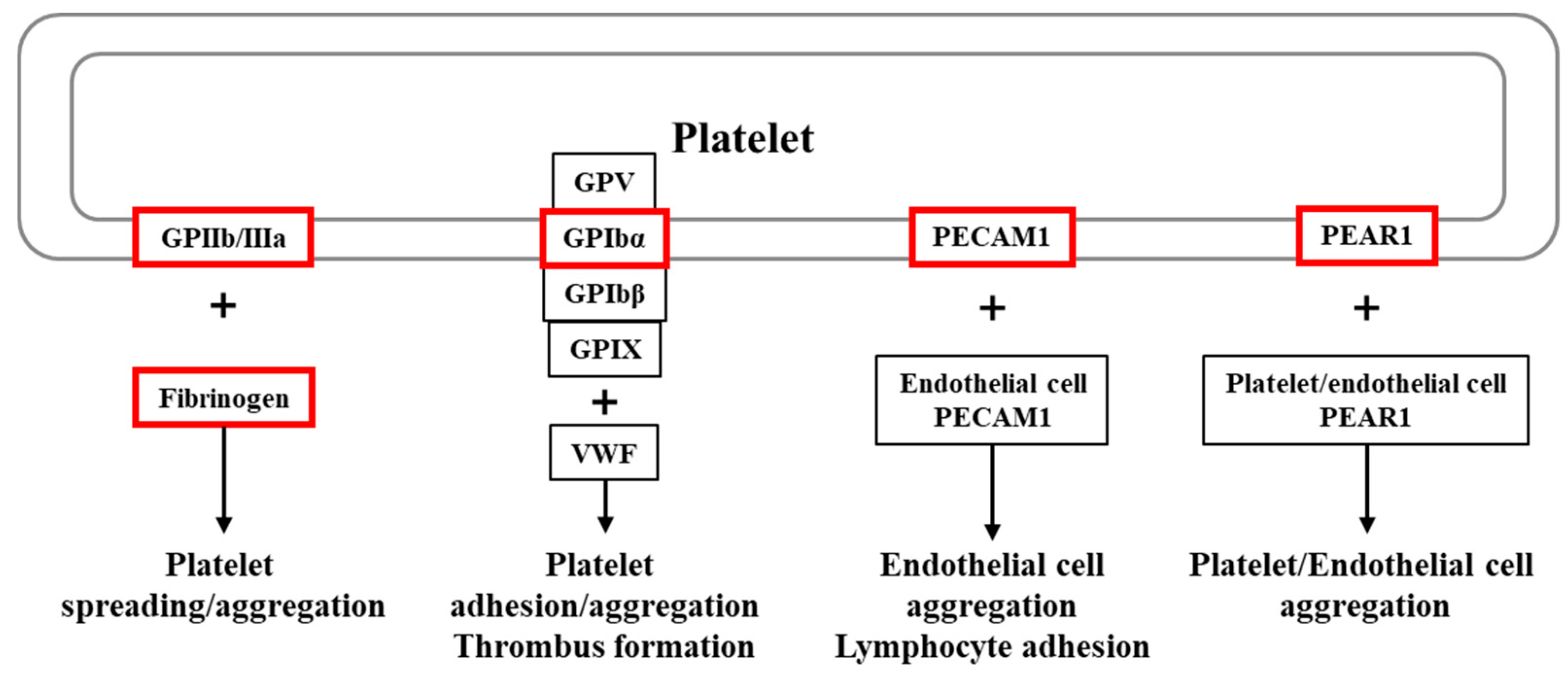 Ijms 26 07505 g001 Ijms 26 07505 g001